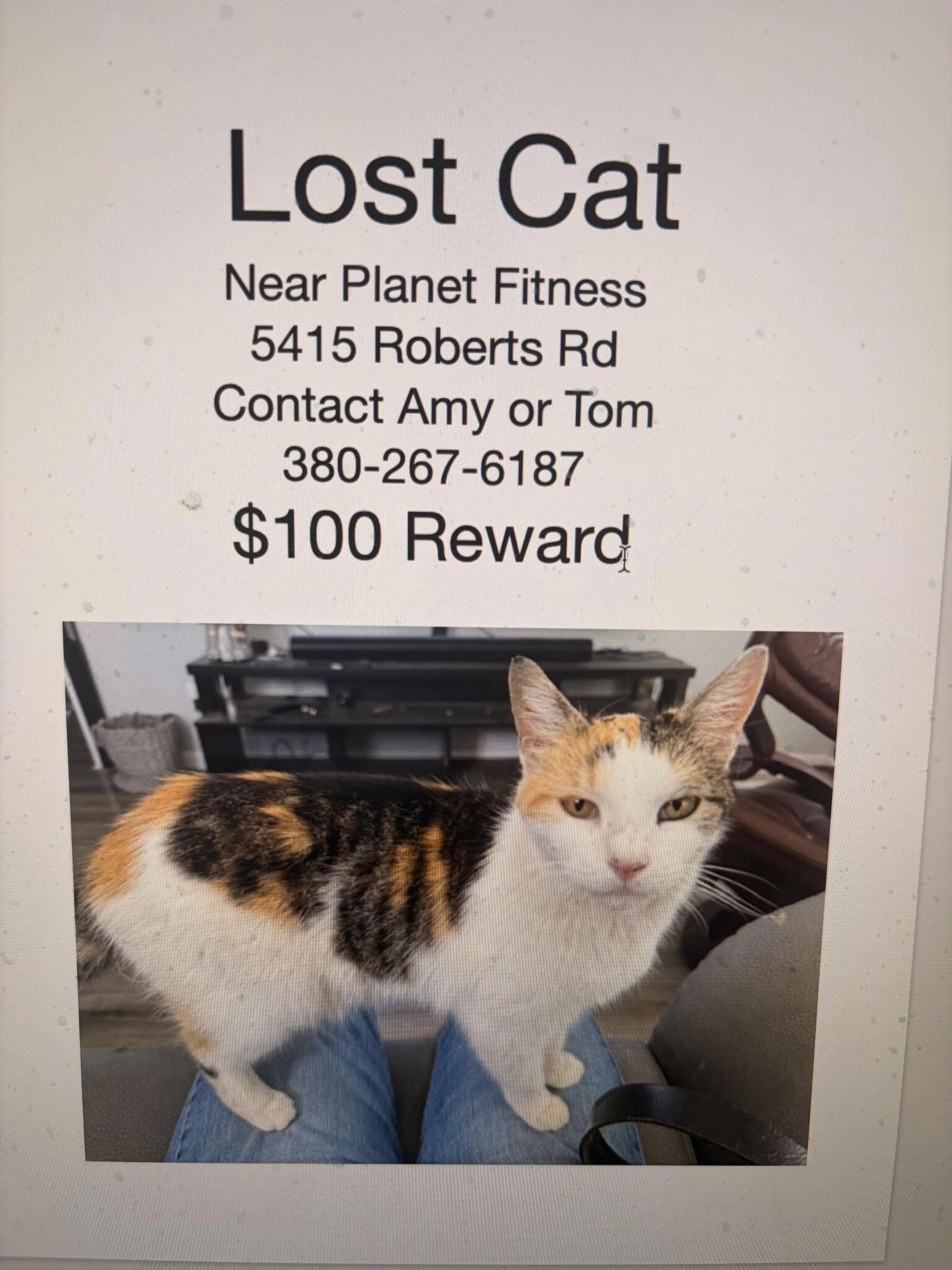 Lost pet