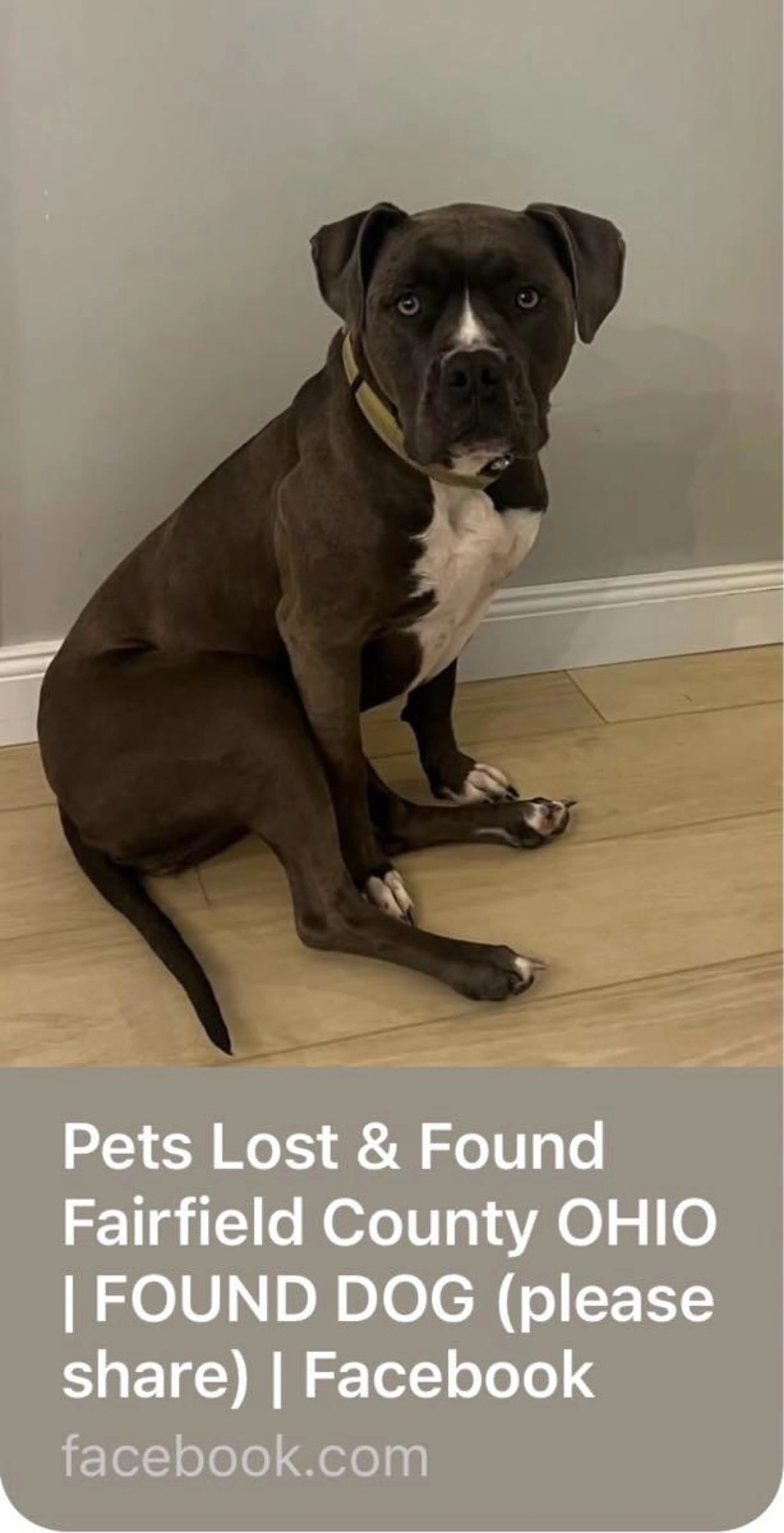 Found pet