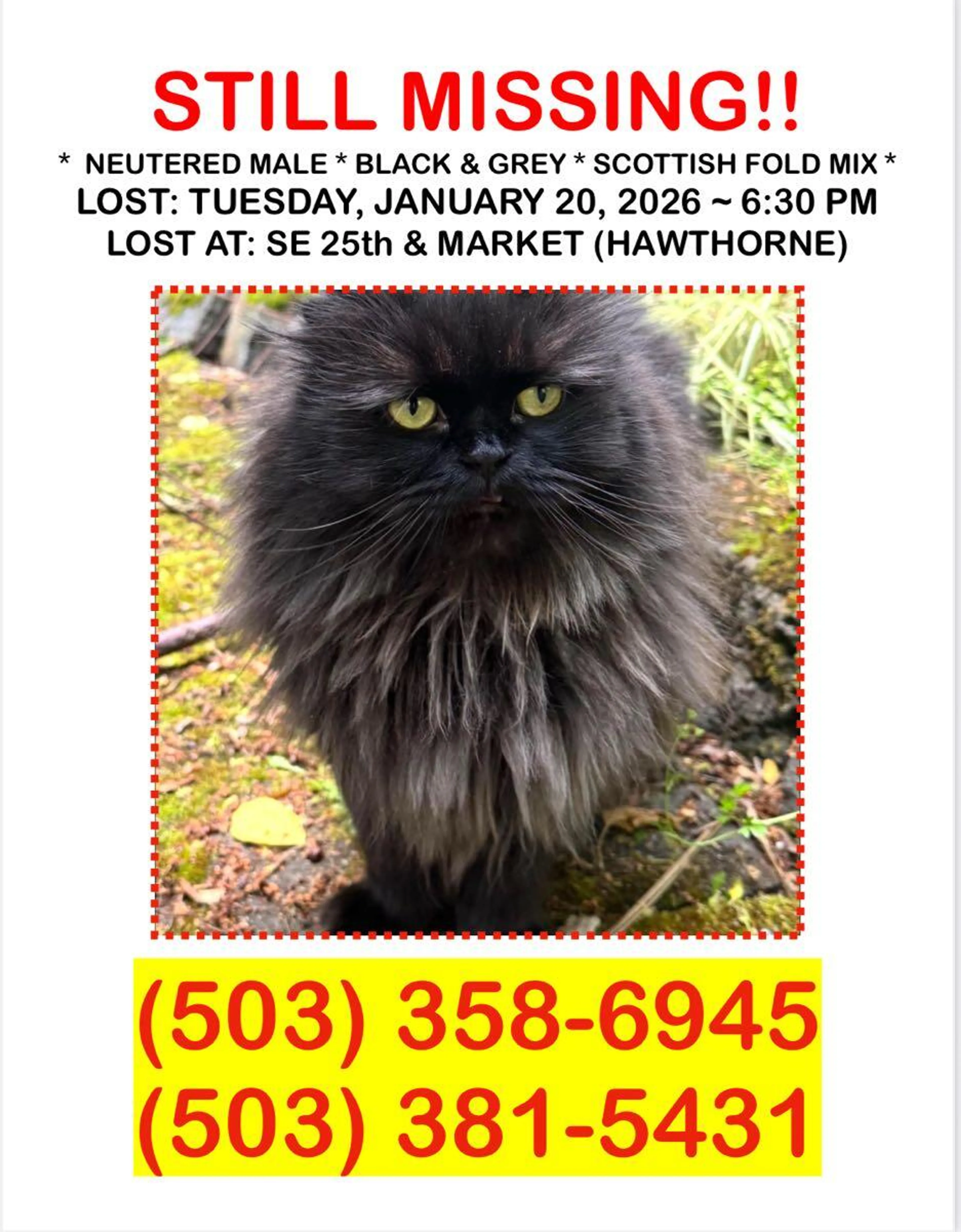 Lost pet