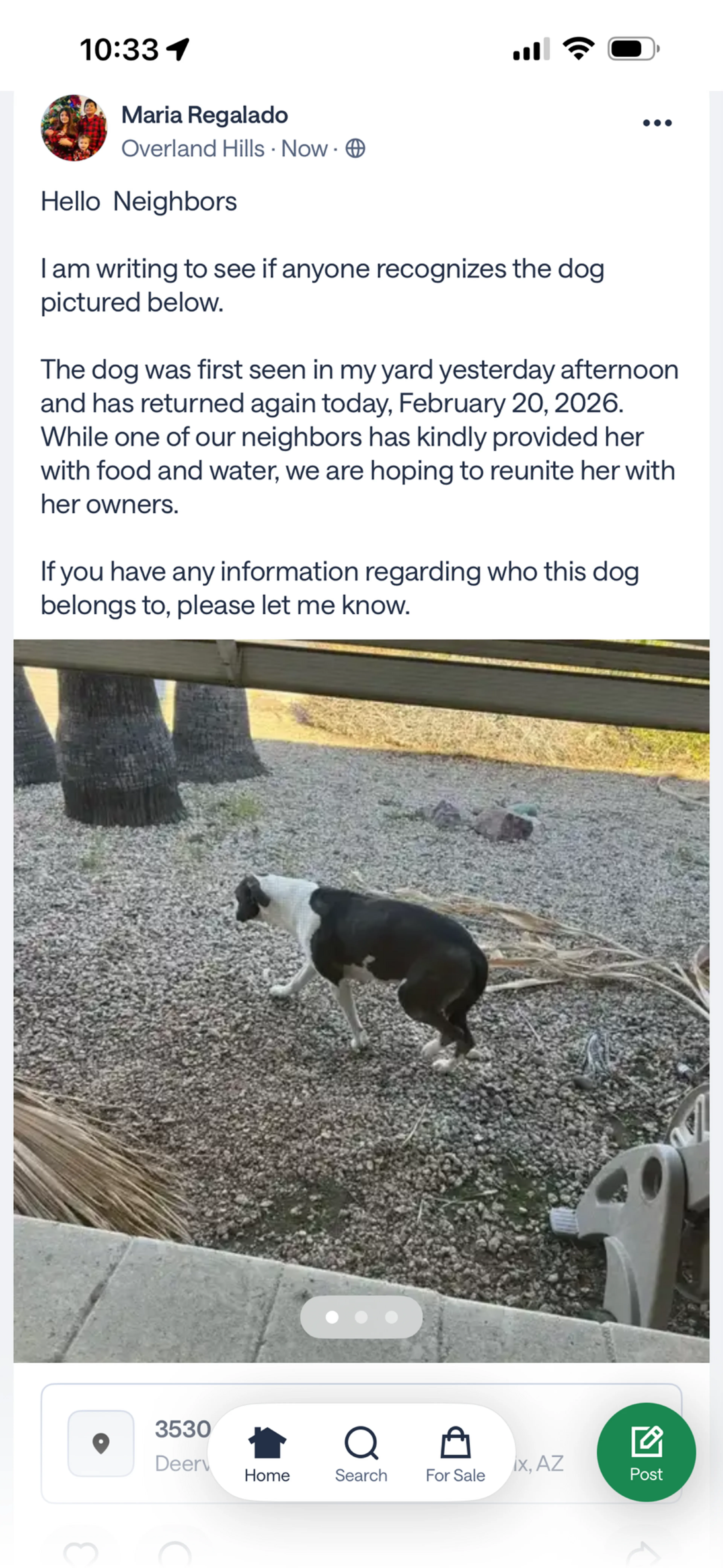 Found pet