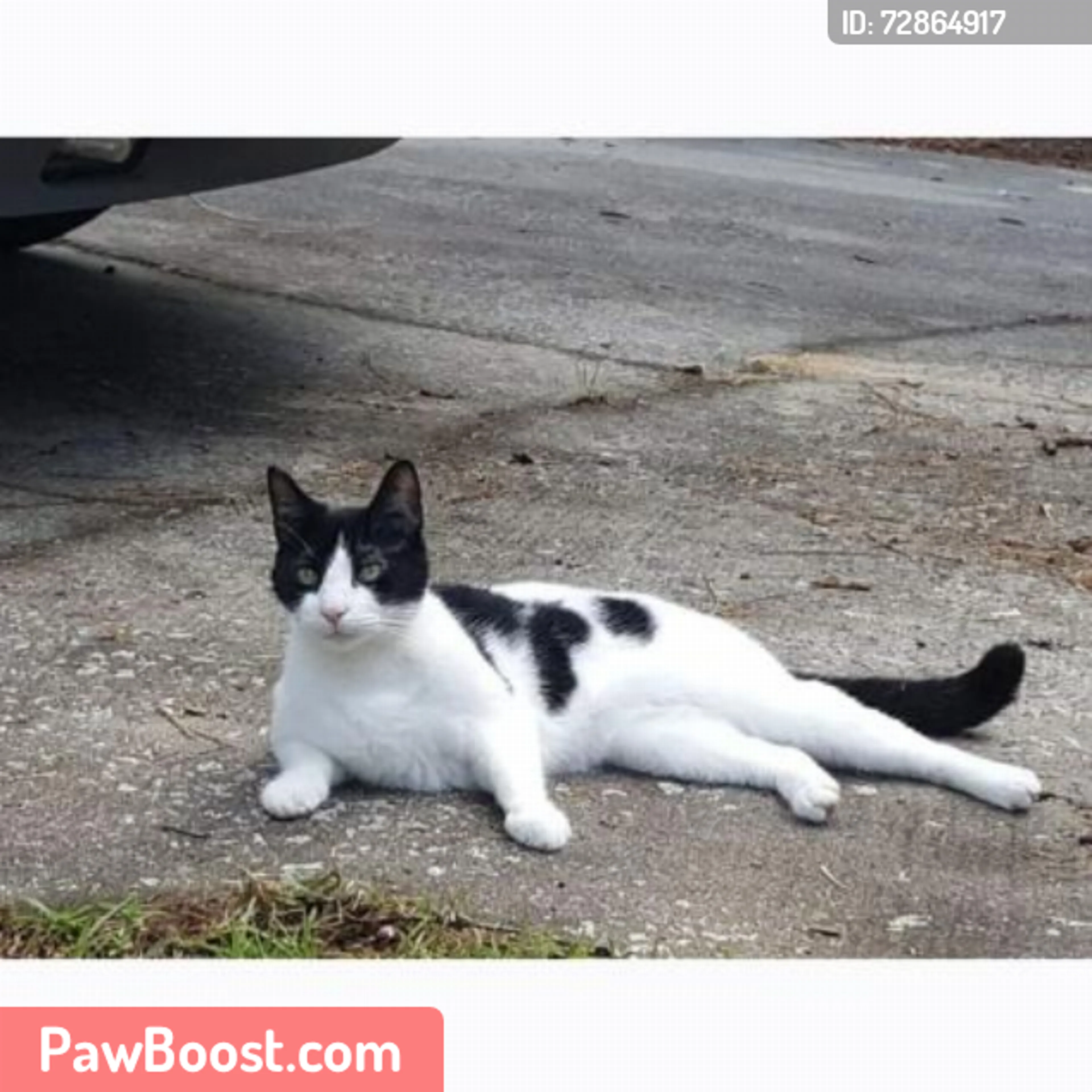 Lost pet