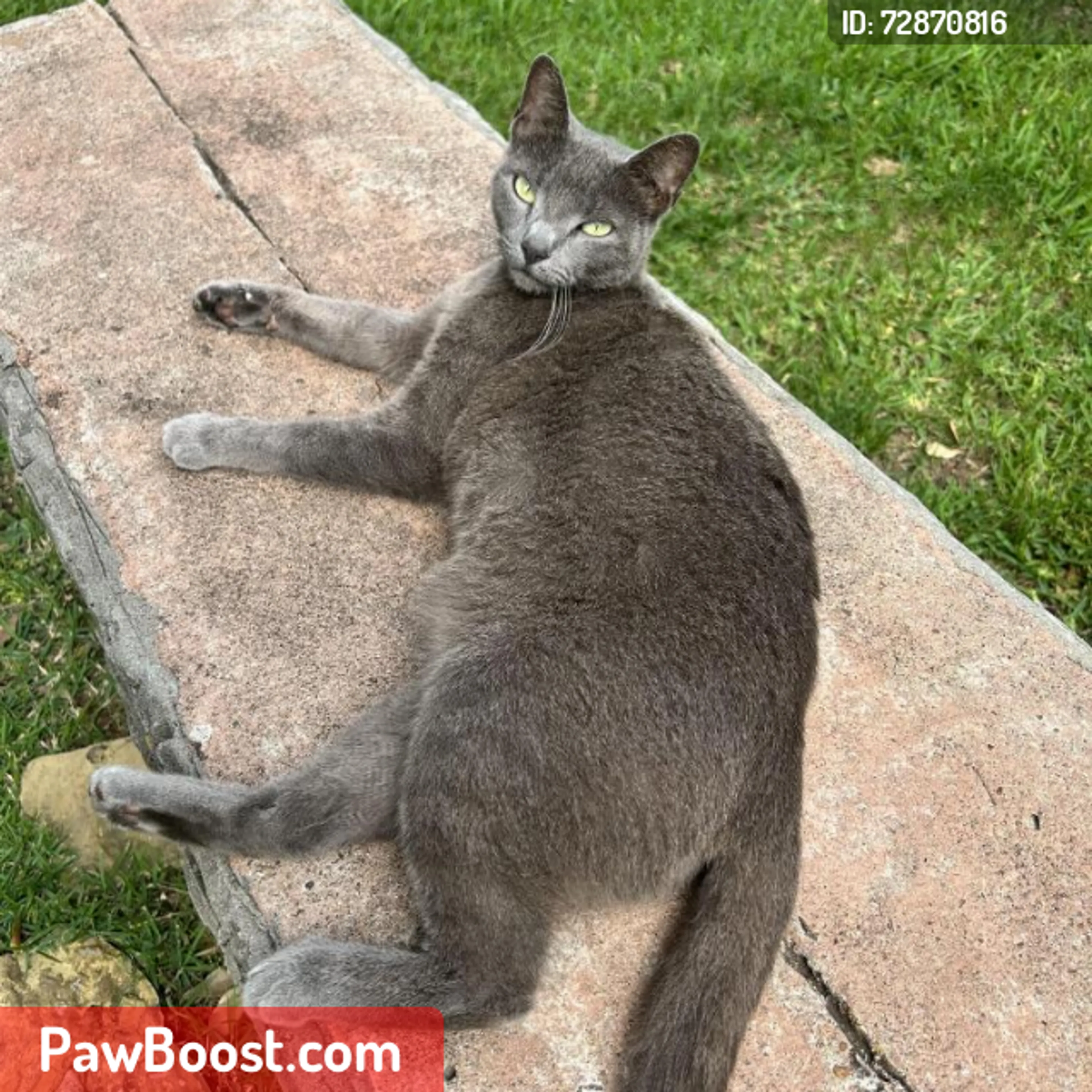 Lost pet