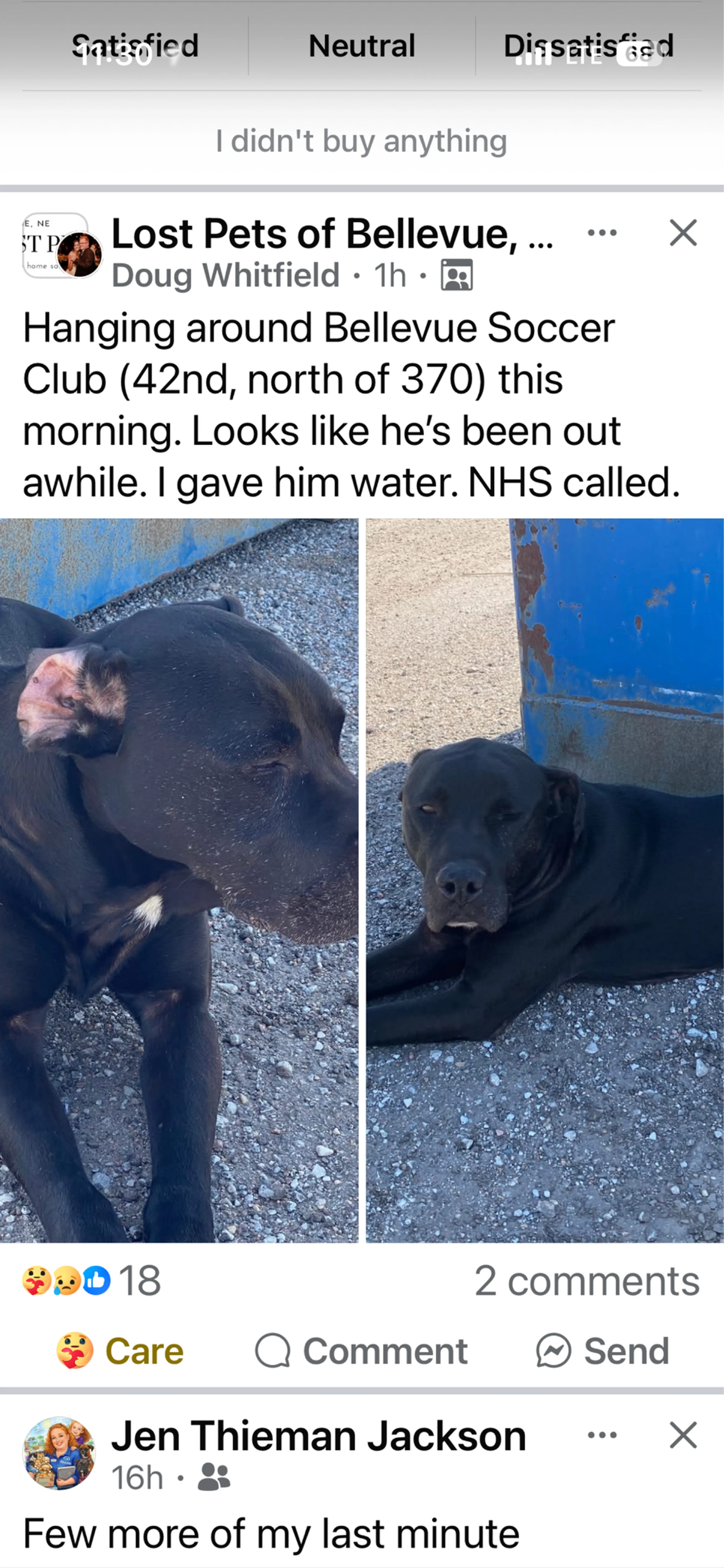 Found pet
