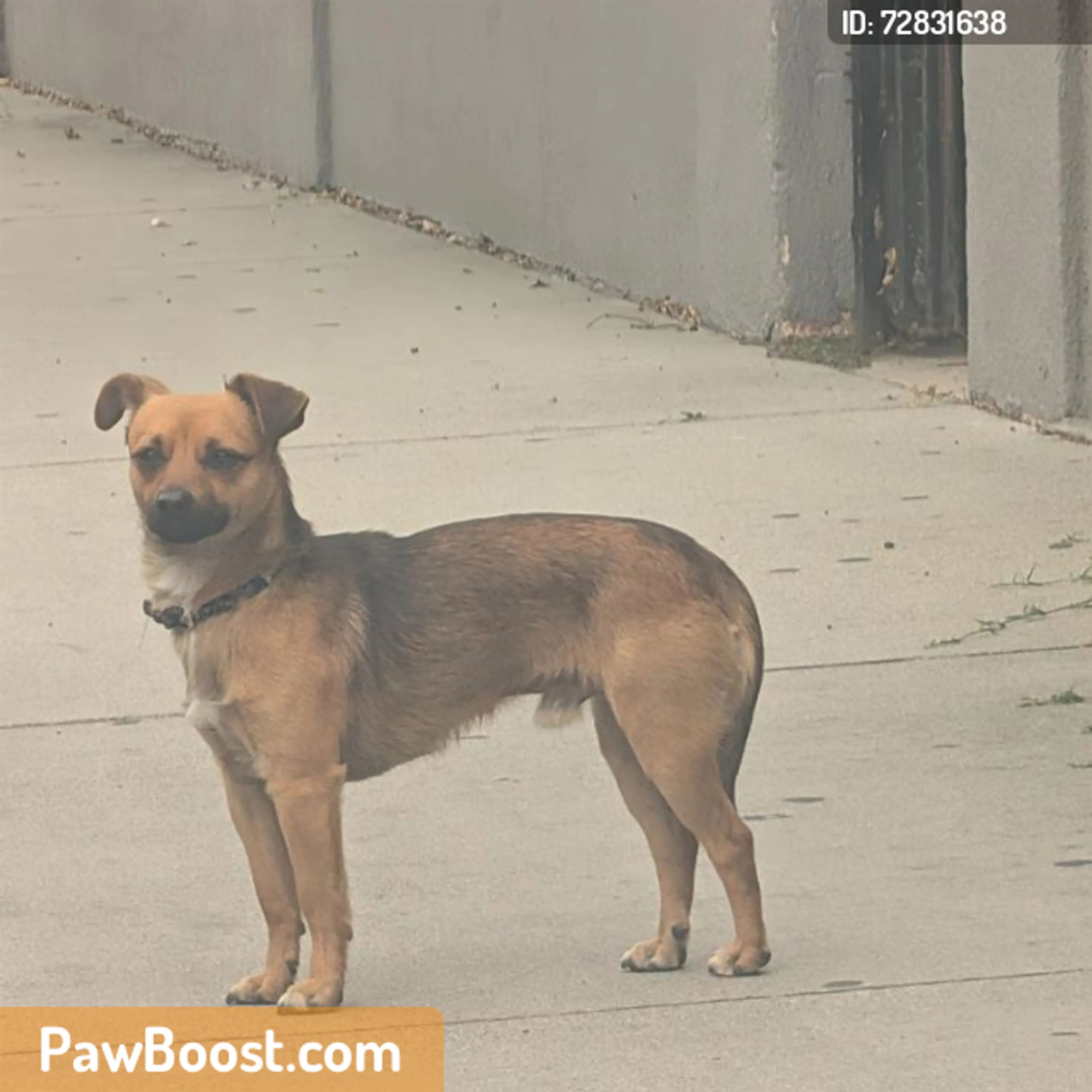 Found pet