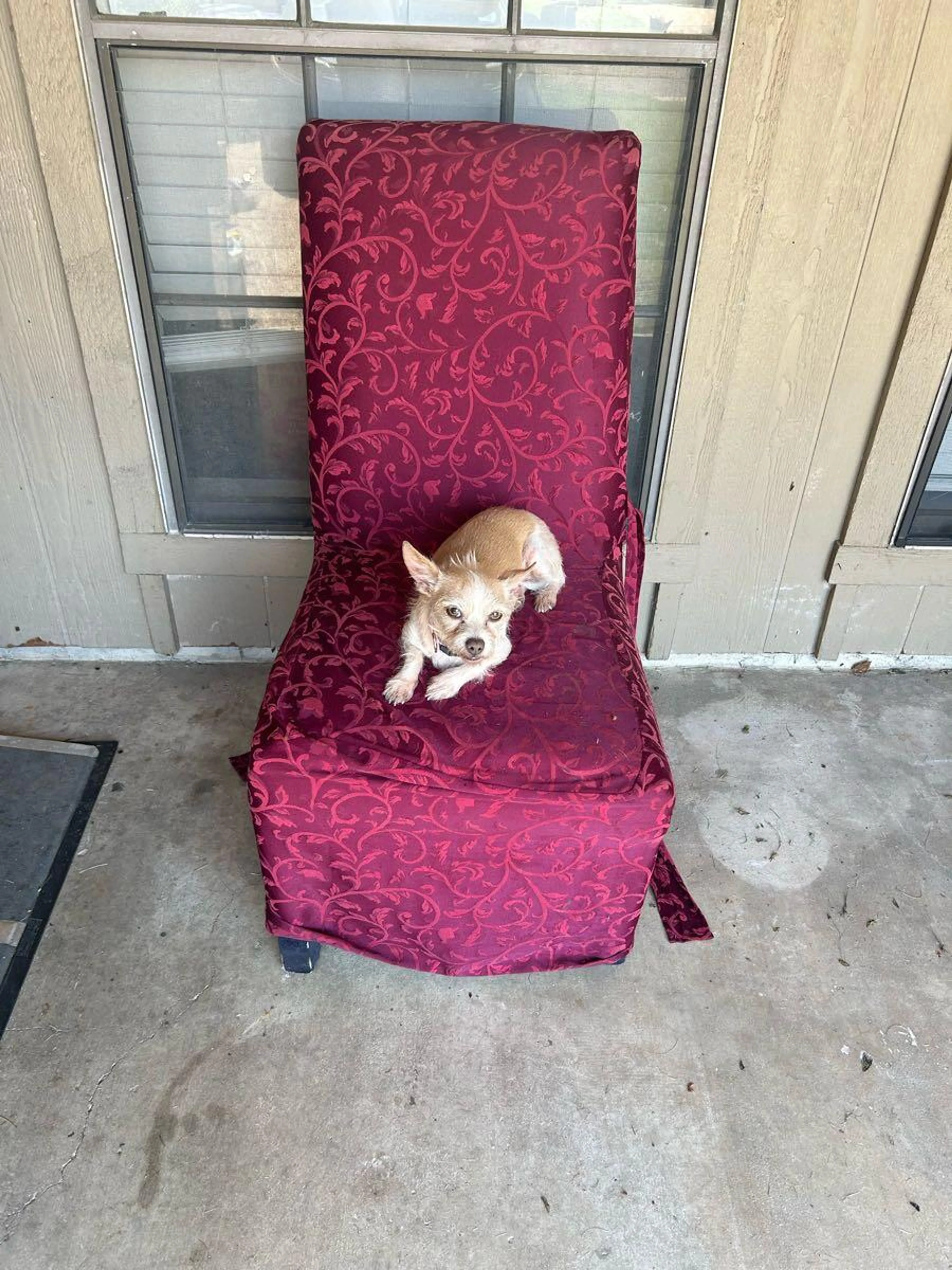 Found pet
