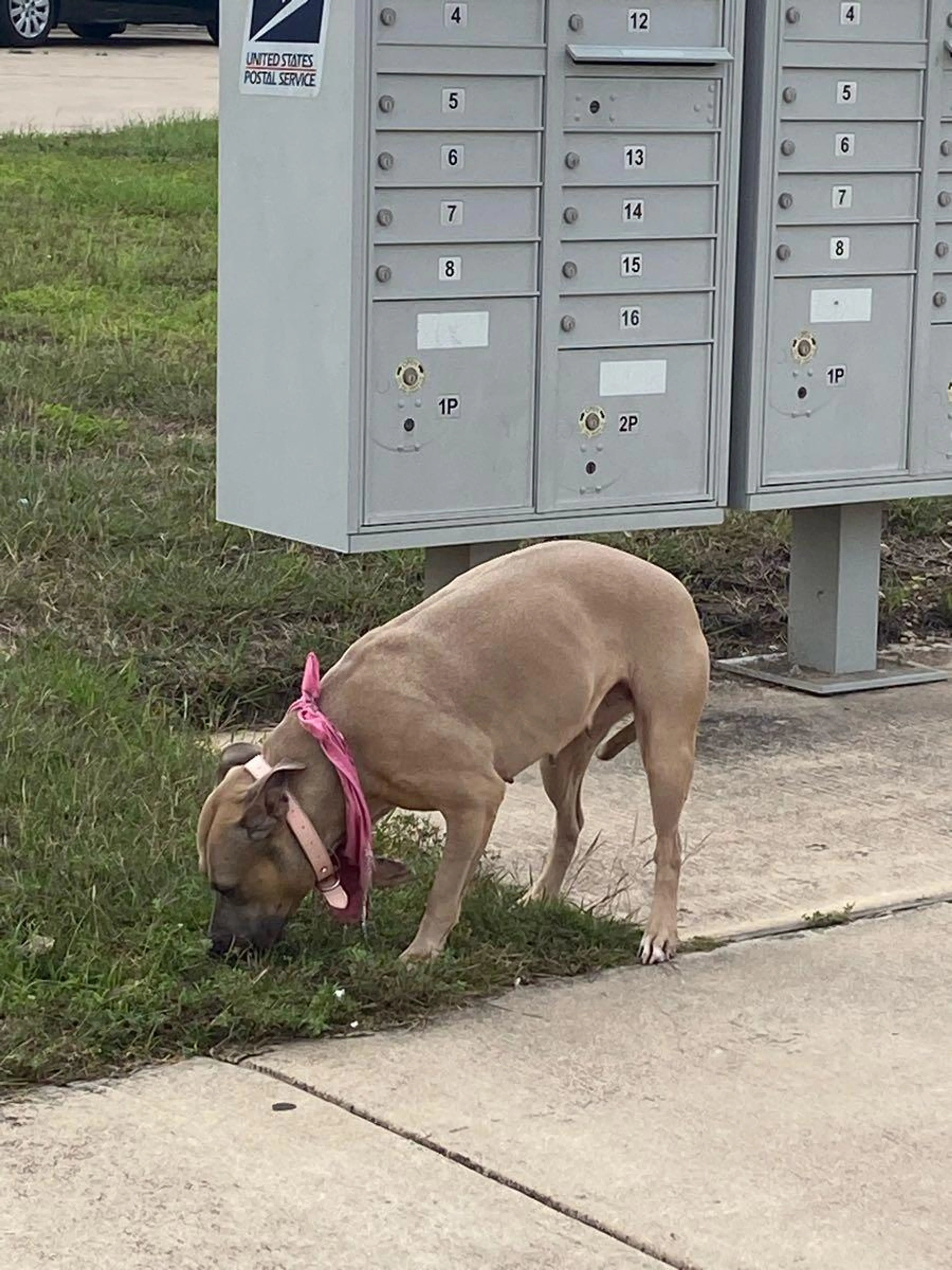Lost pet