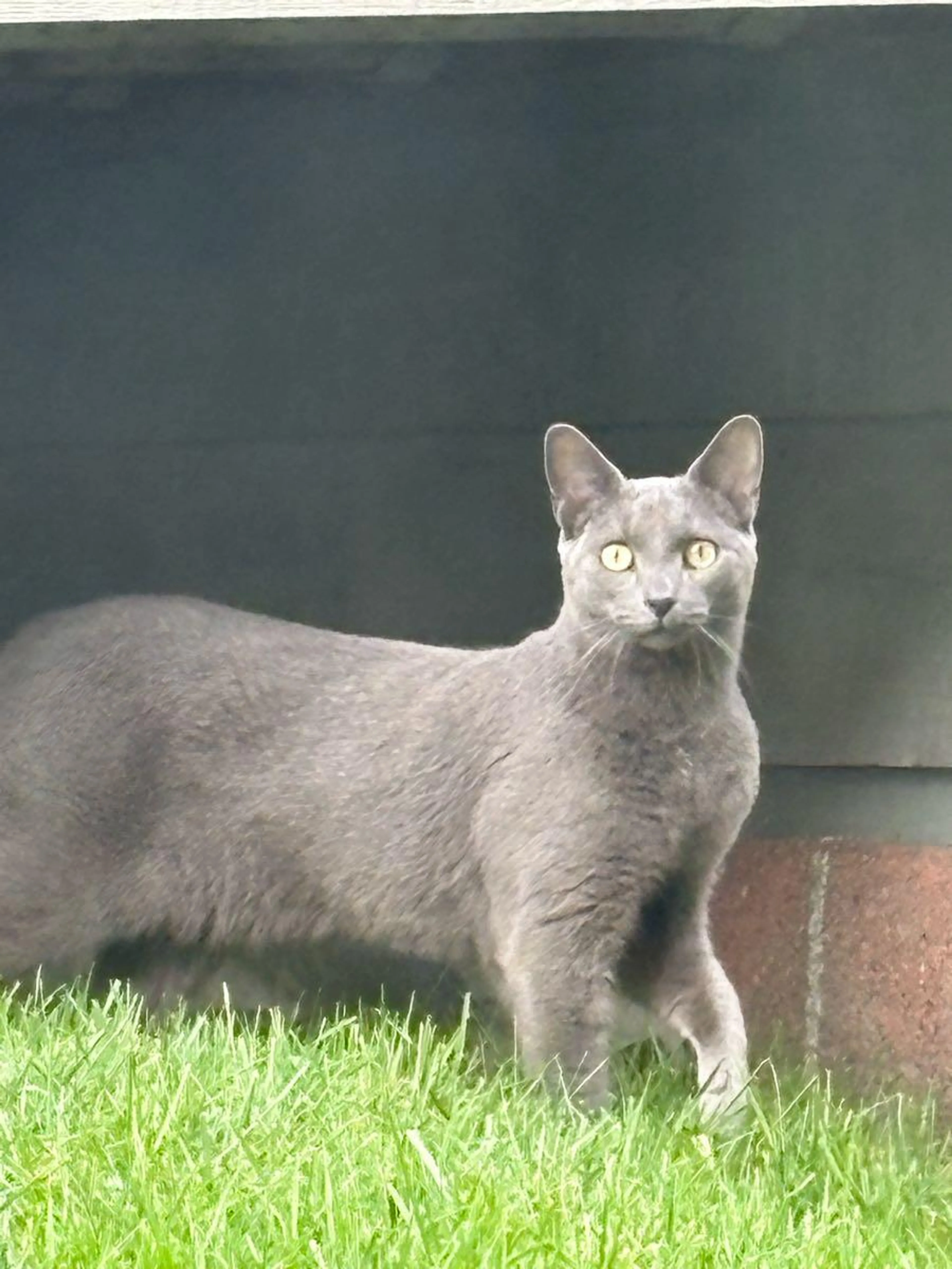 Found pet
