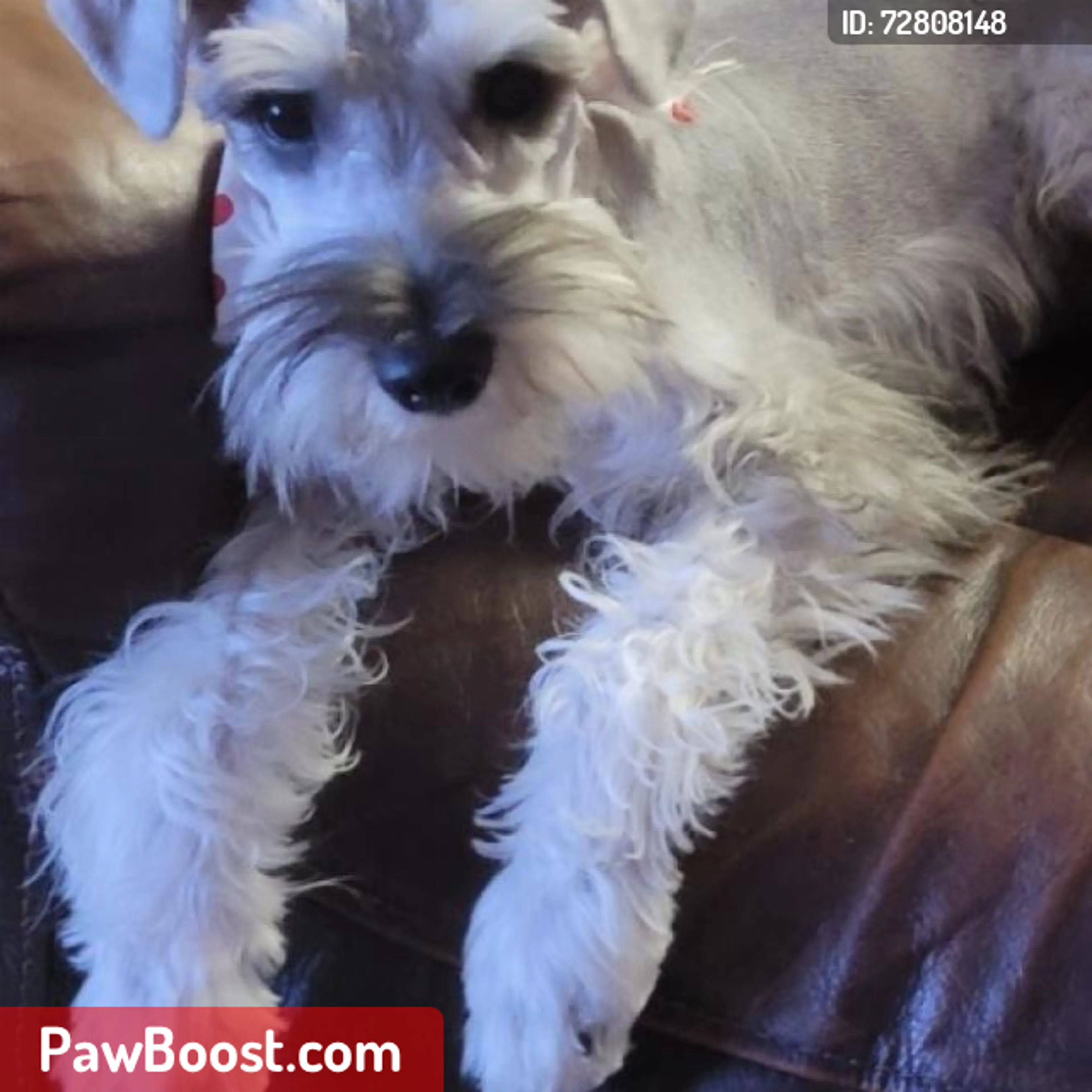 Lost pet