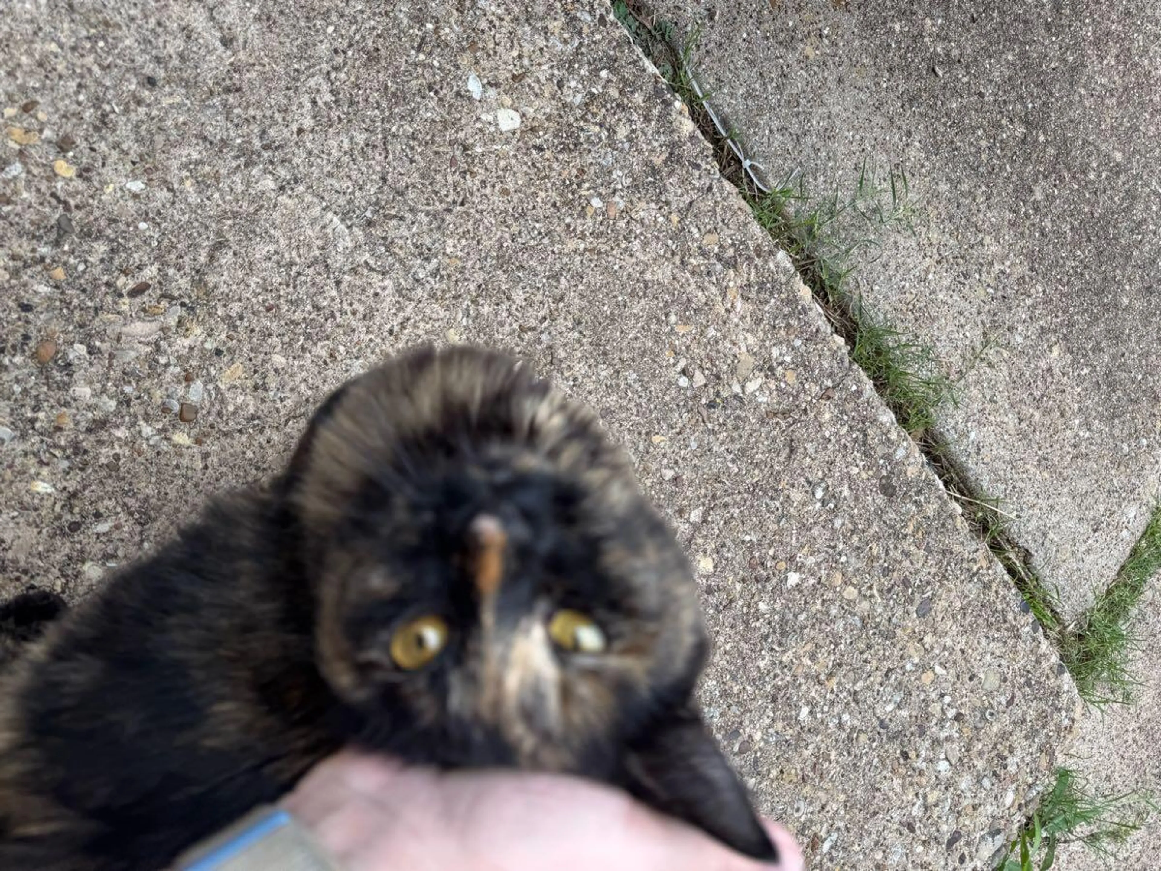 Found pet
