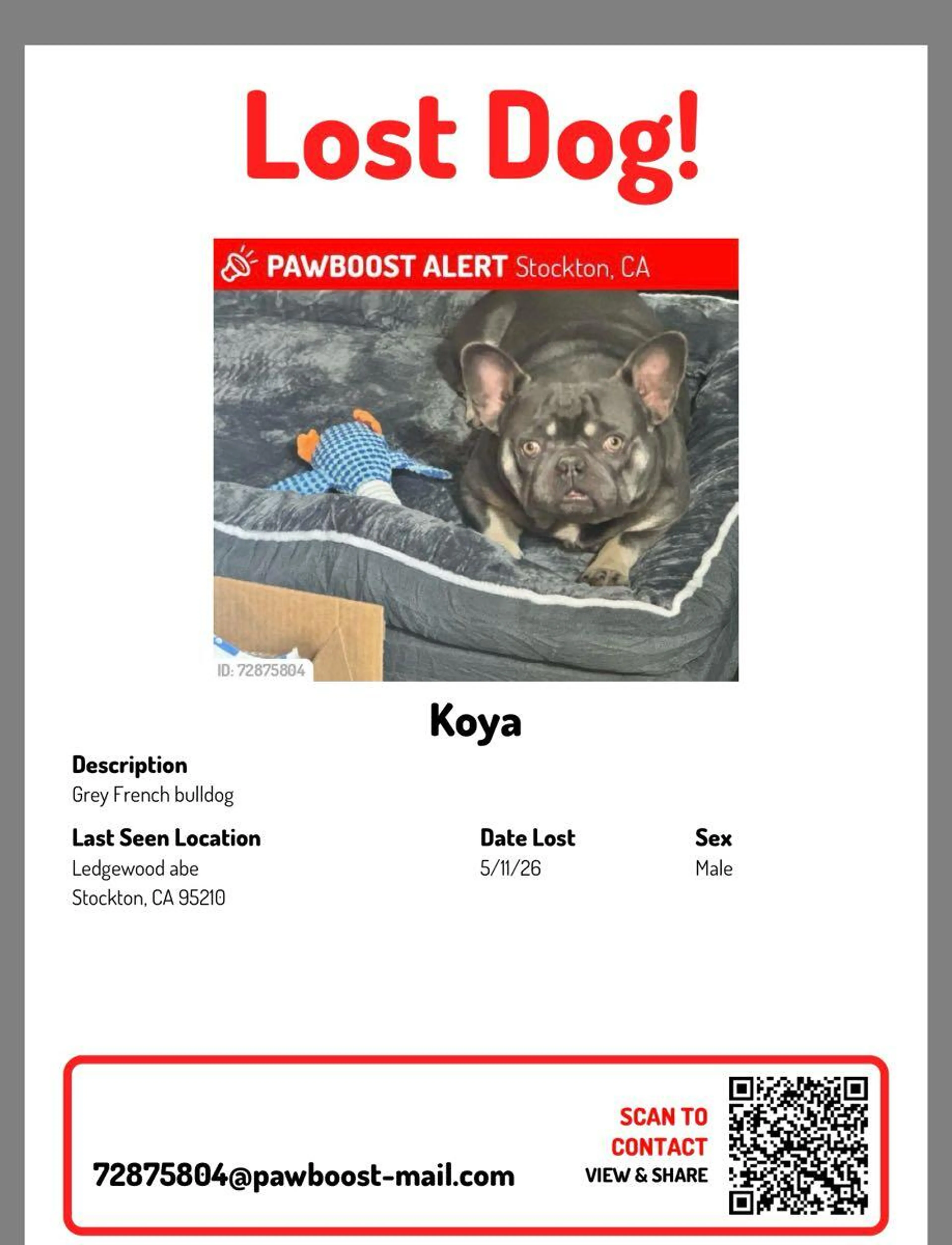 Lost pet