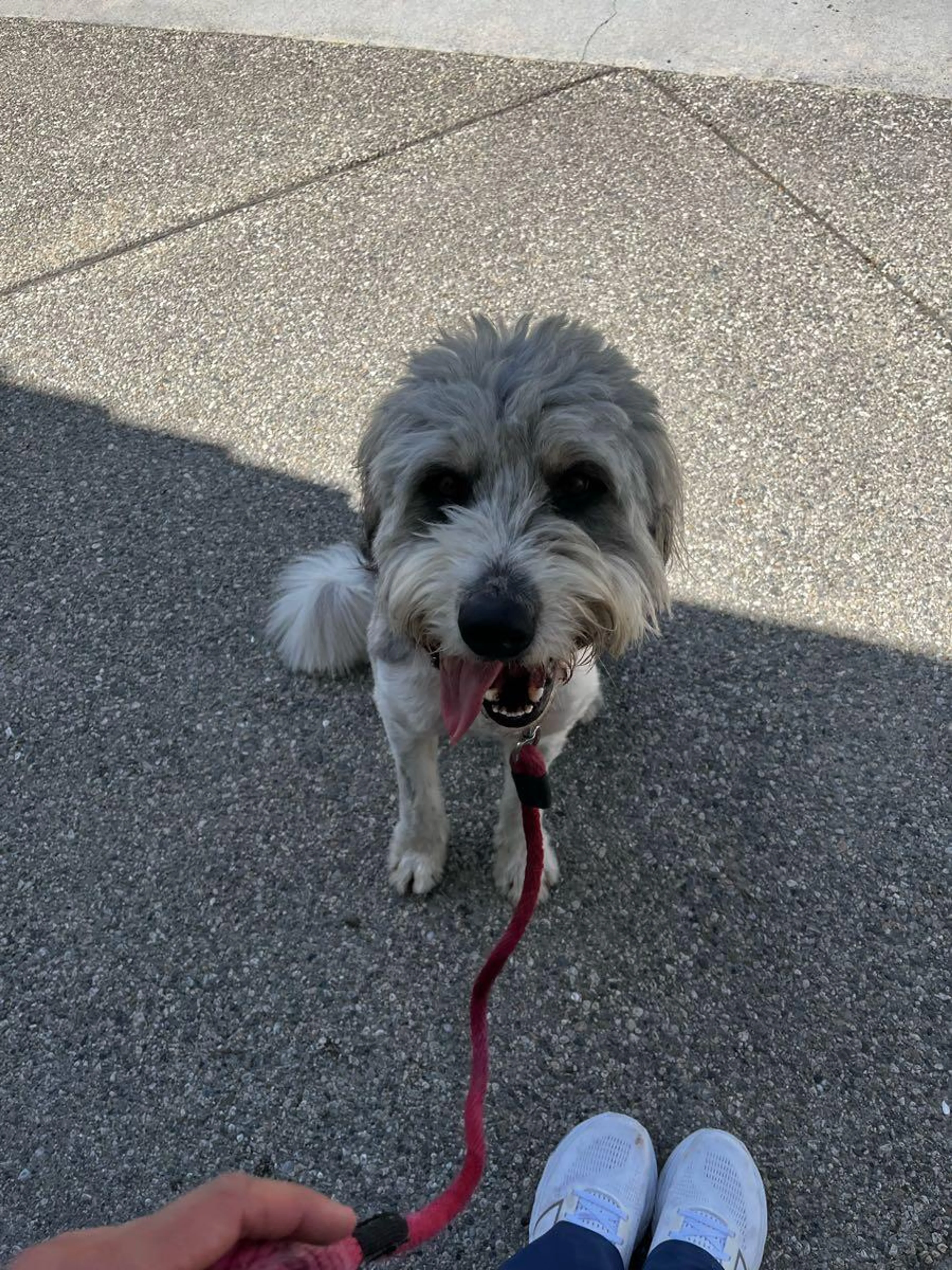 Found pet