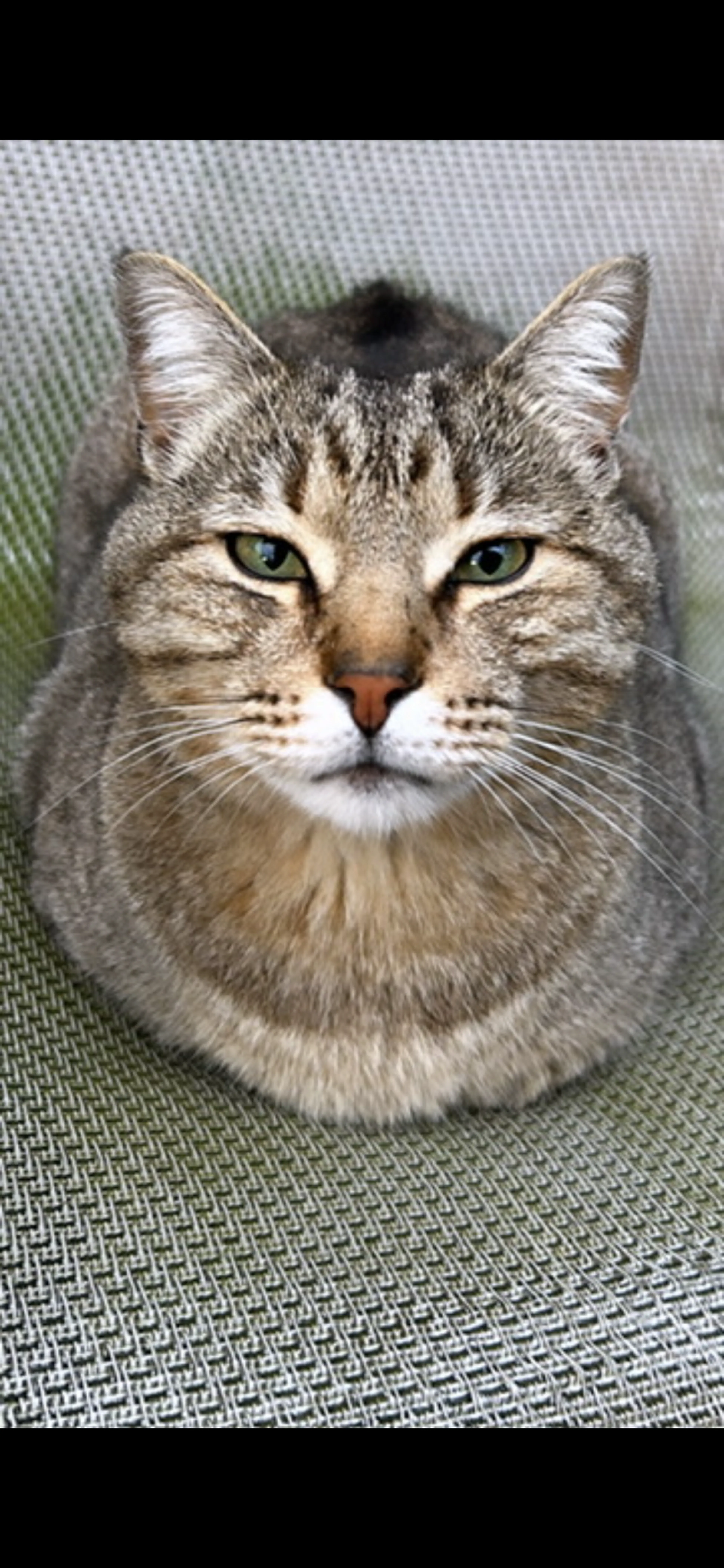 Lost pet