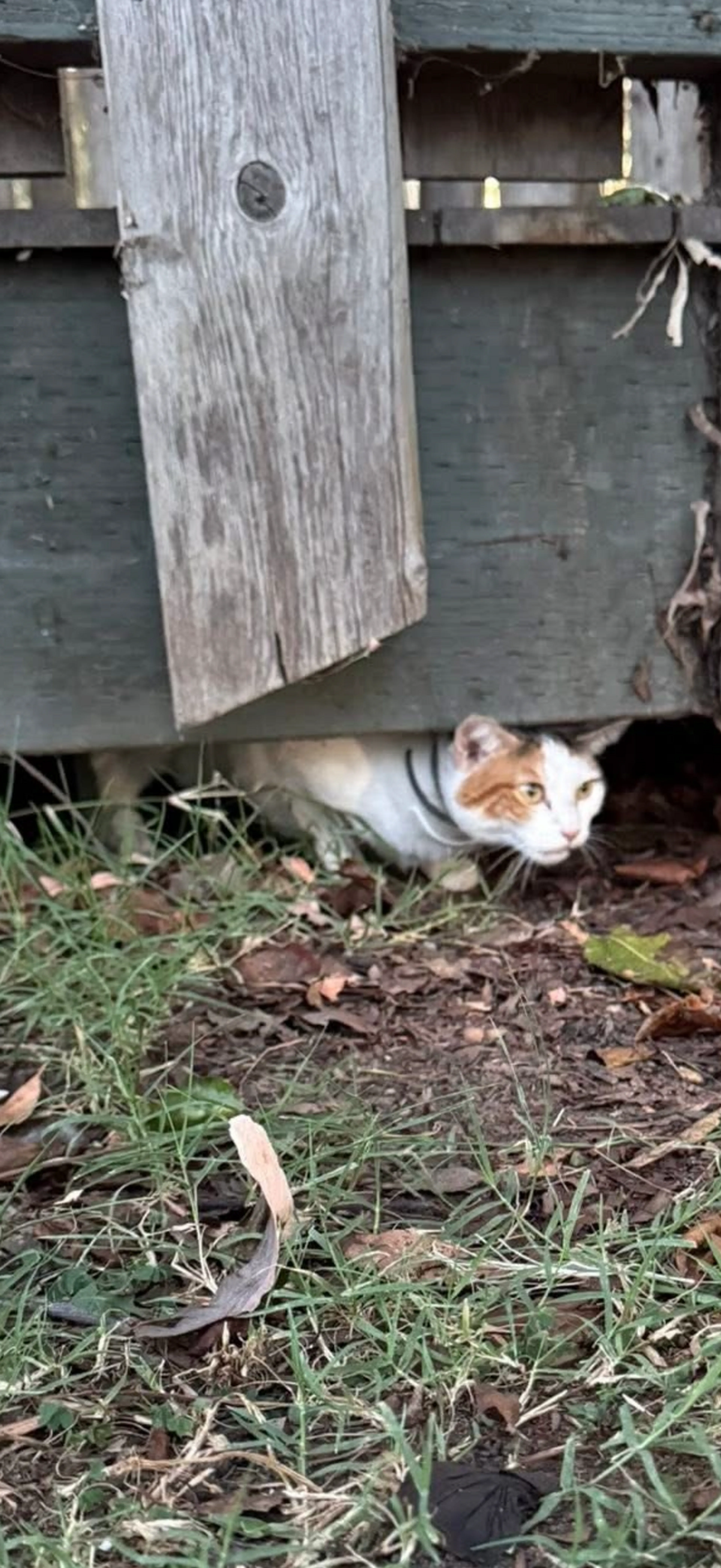 Found pet