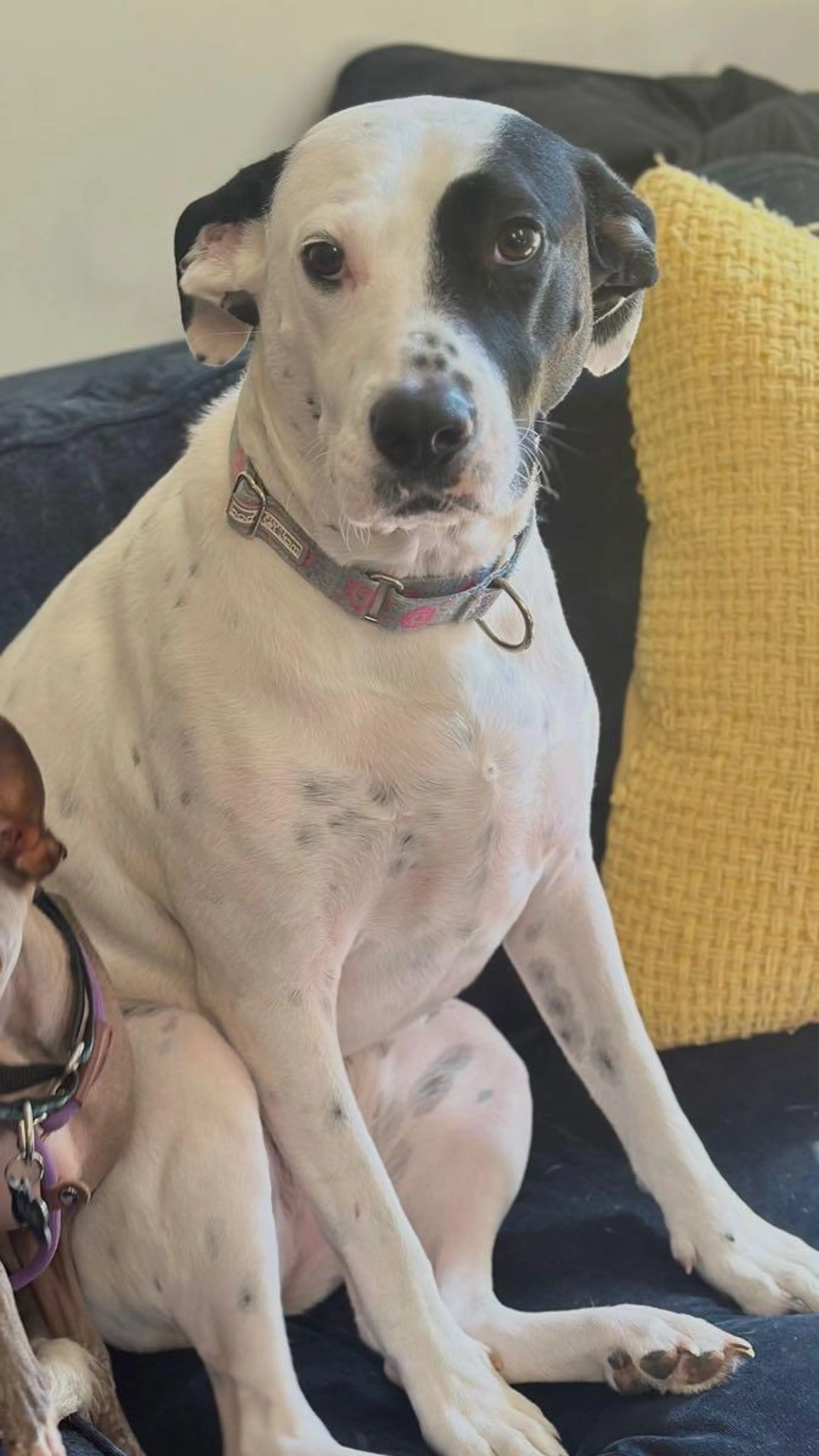 Lost pet