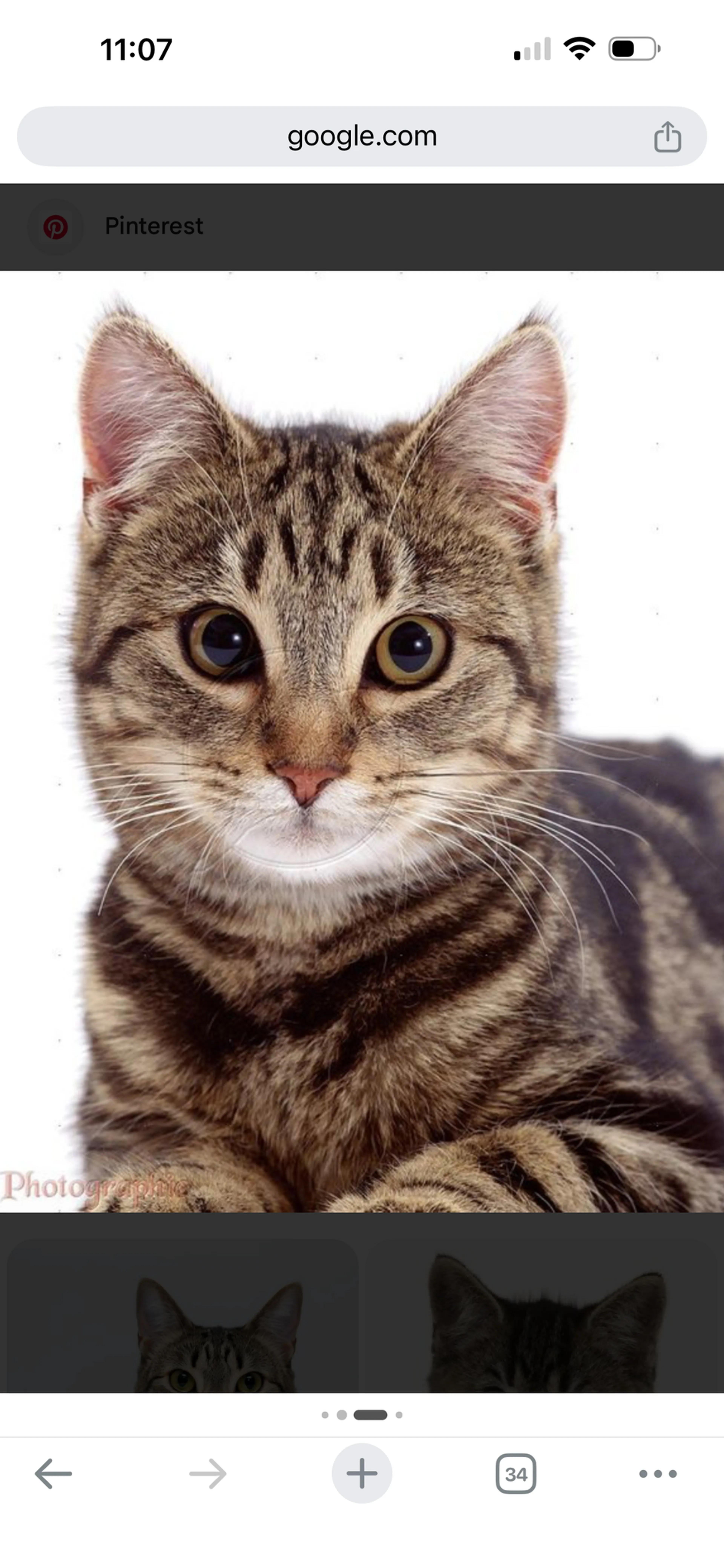 Found pet