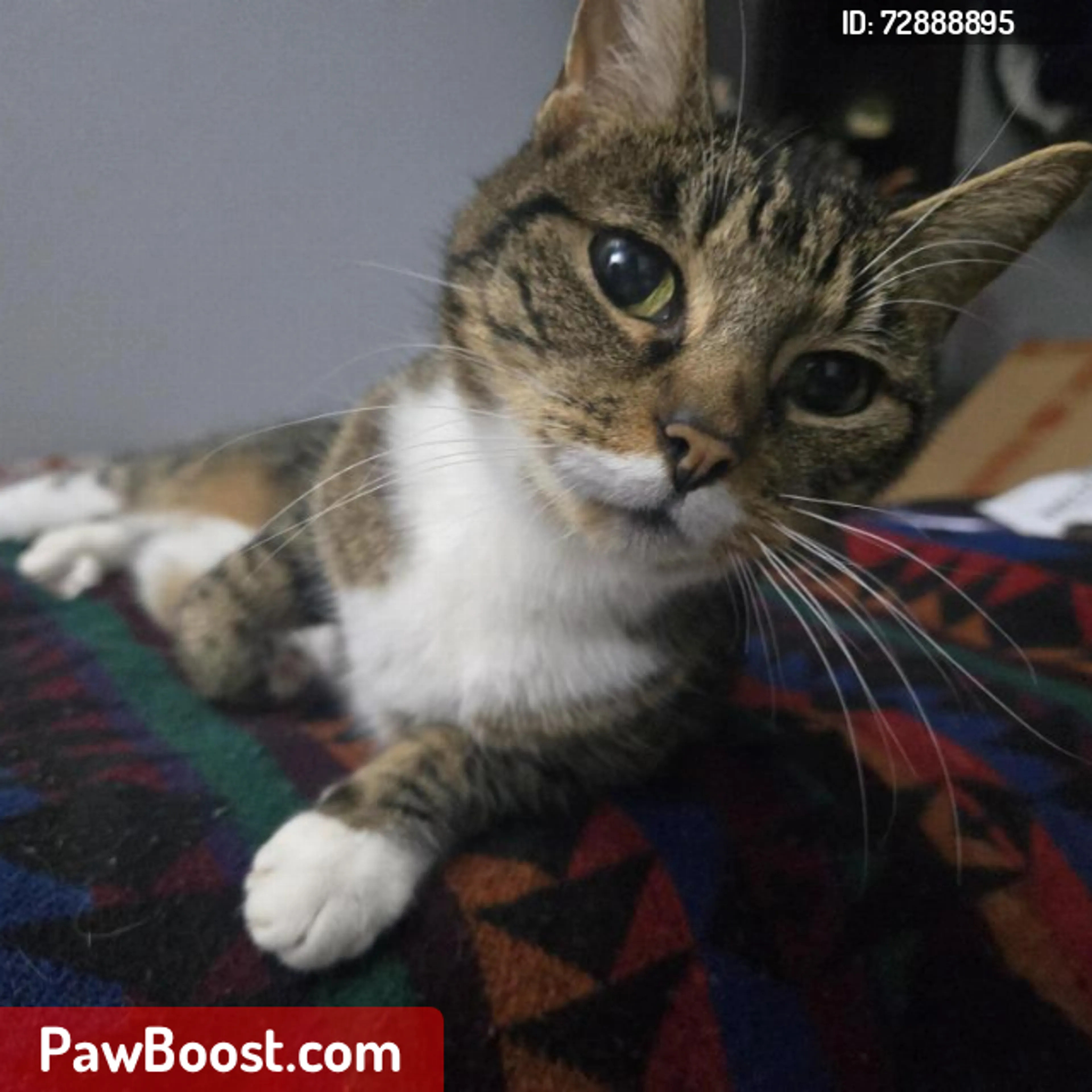 Lost pet