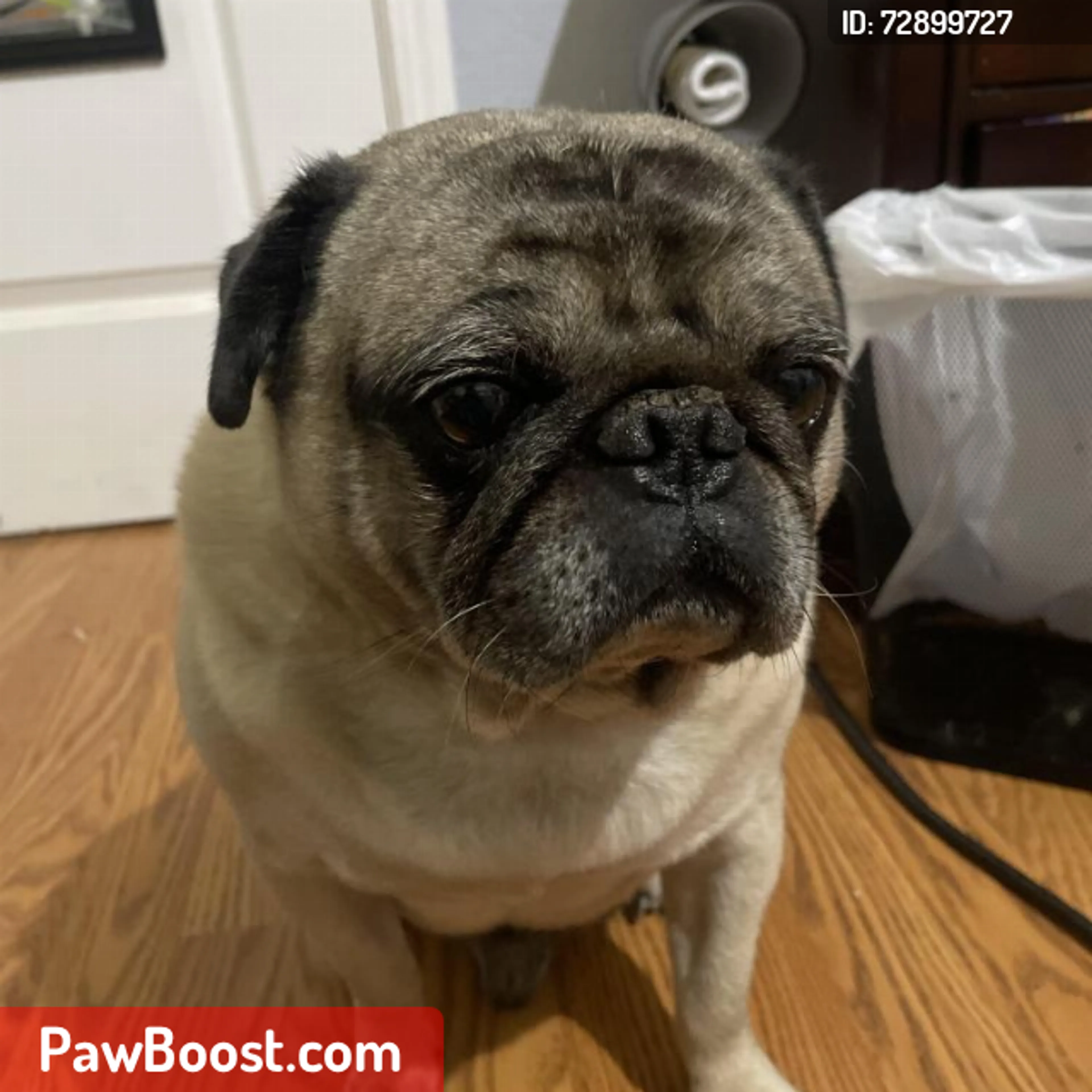 Lost pet