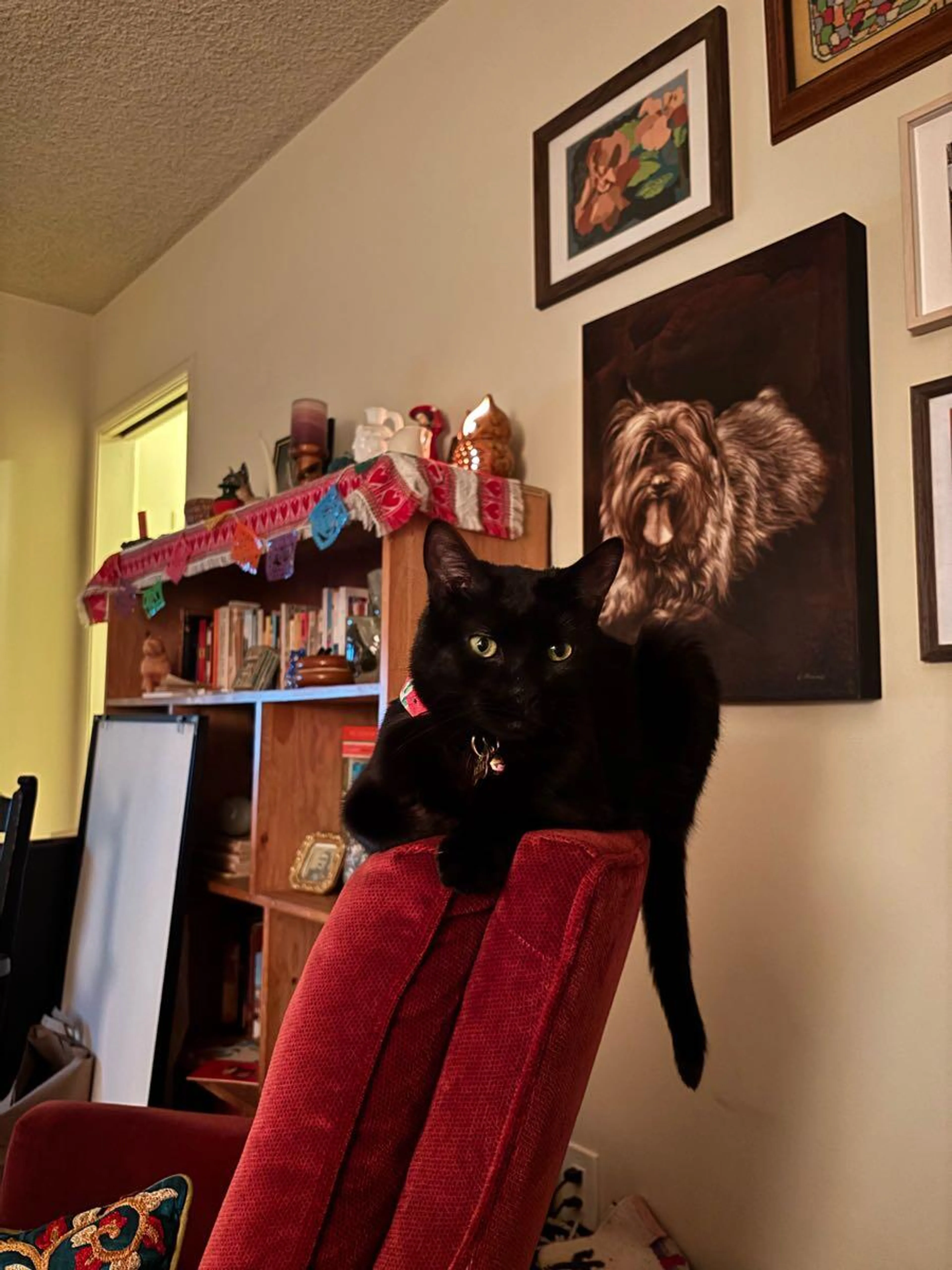 Lost pet