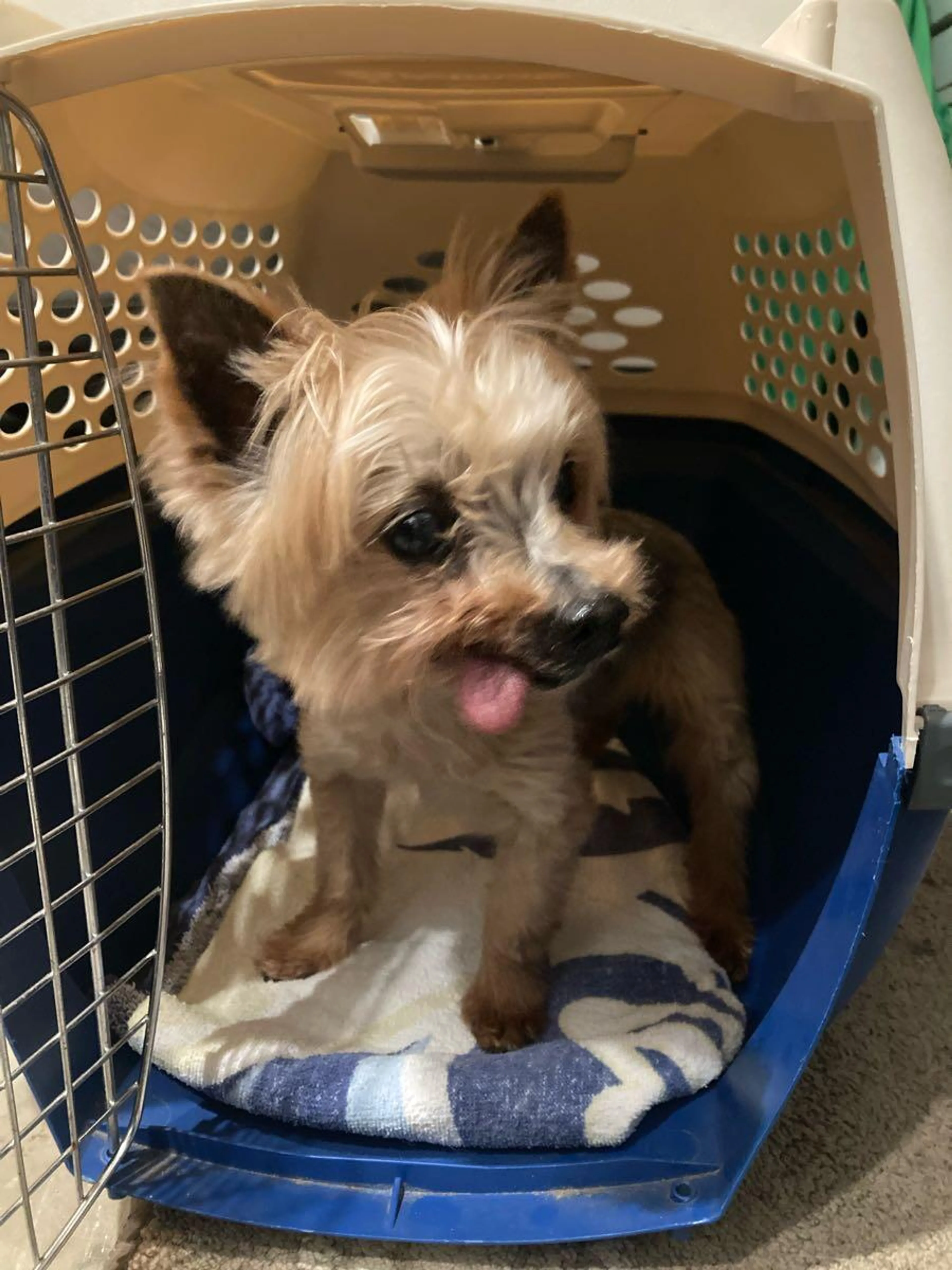 Found pet