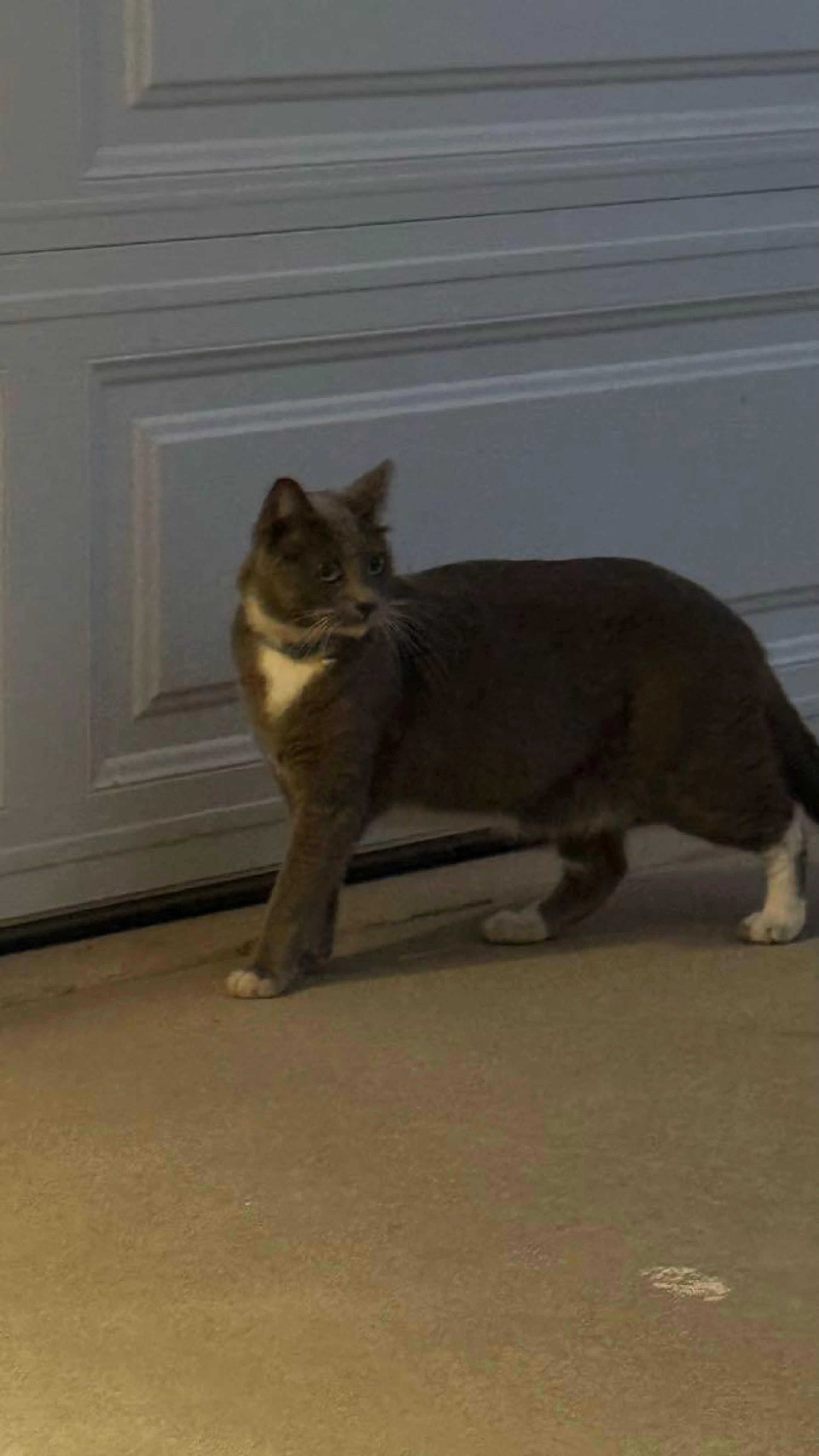 cdn image