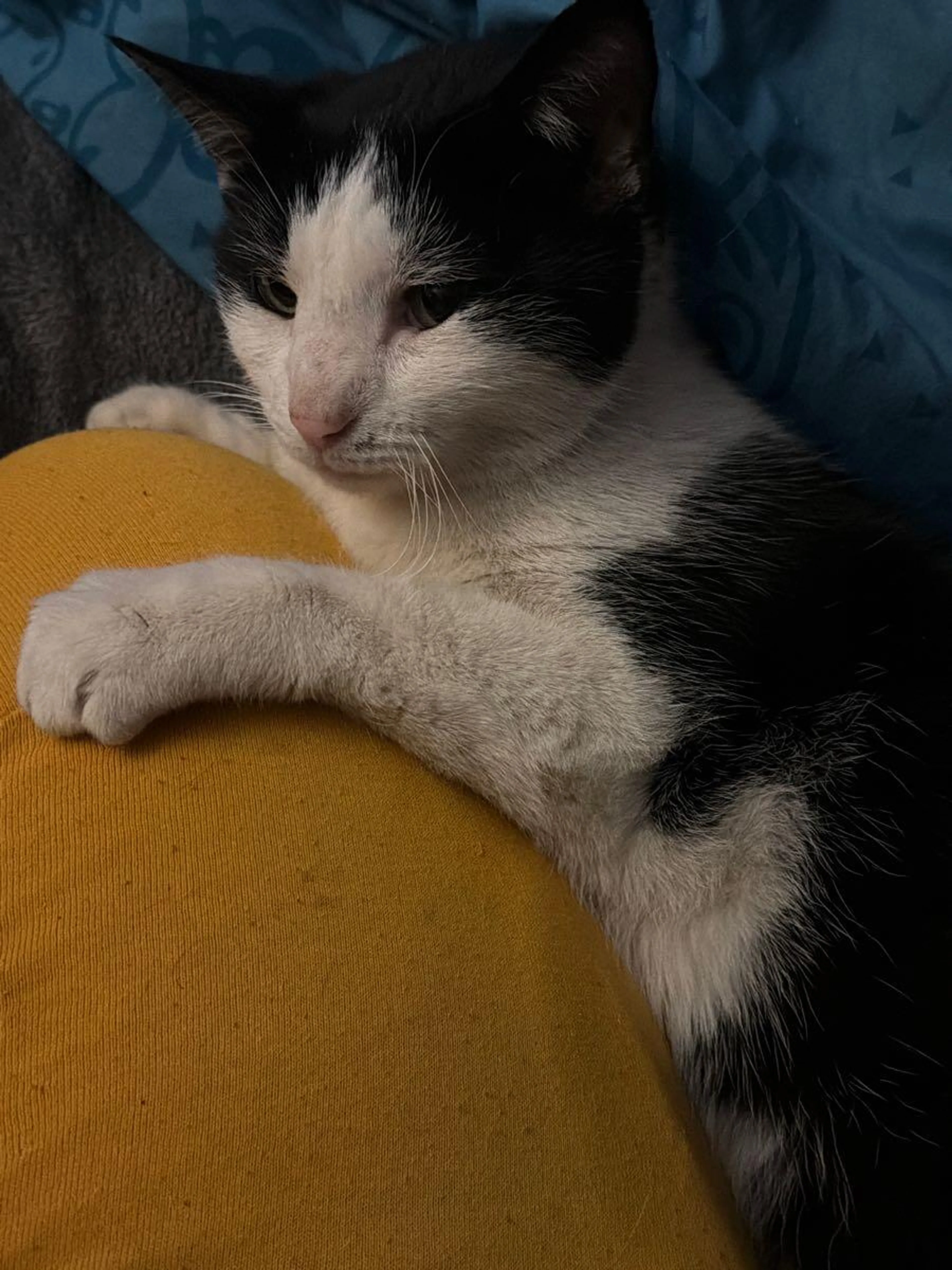 Lost pet
