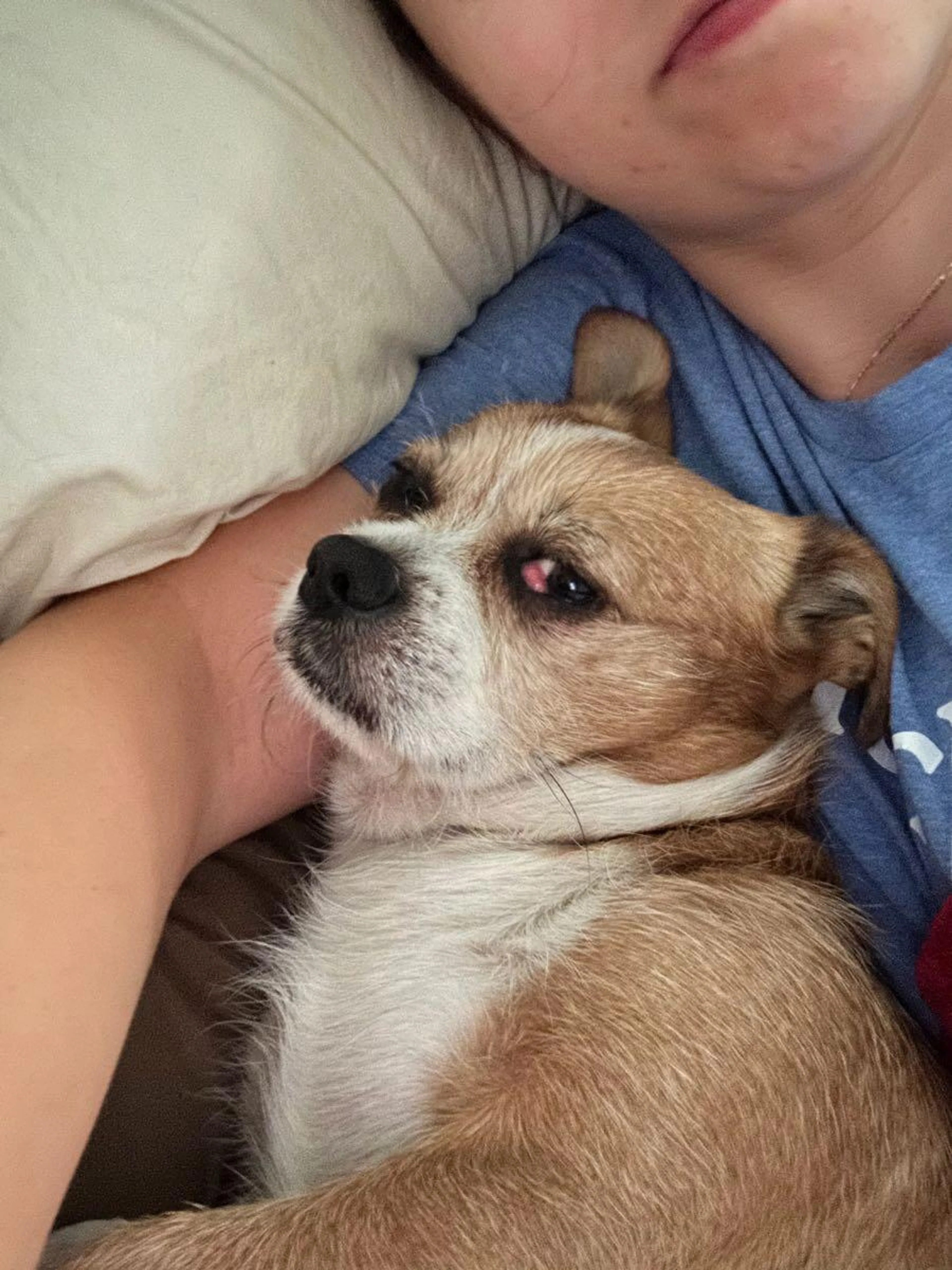 Lost pet