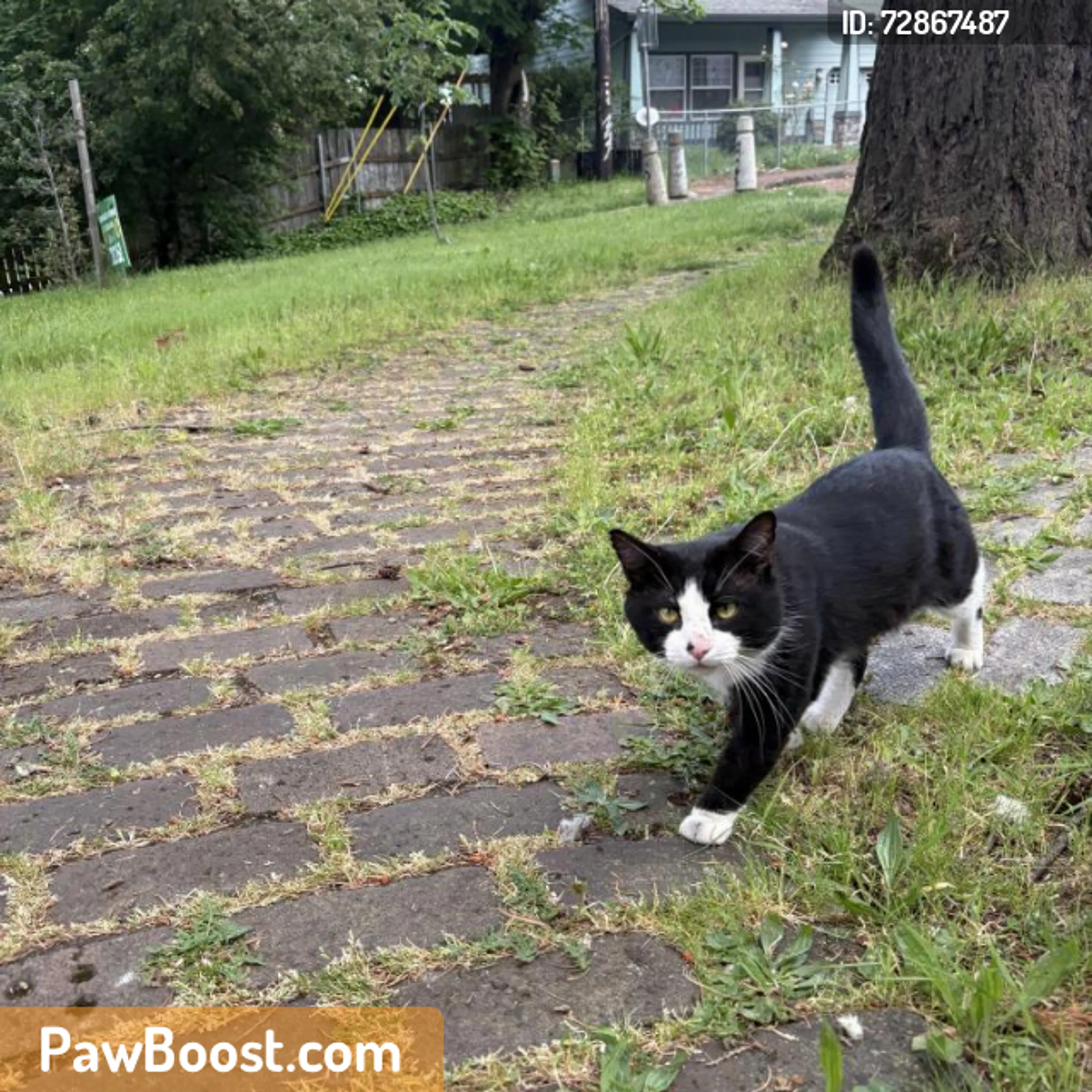 Found pet