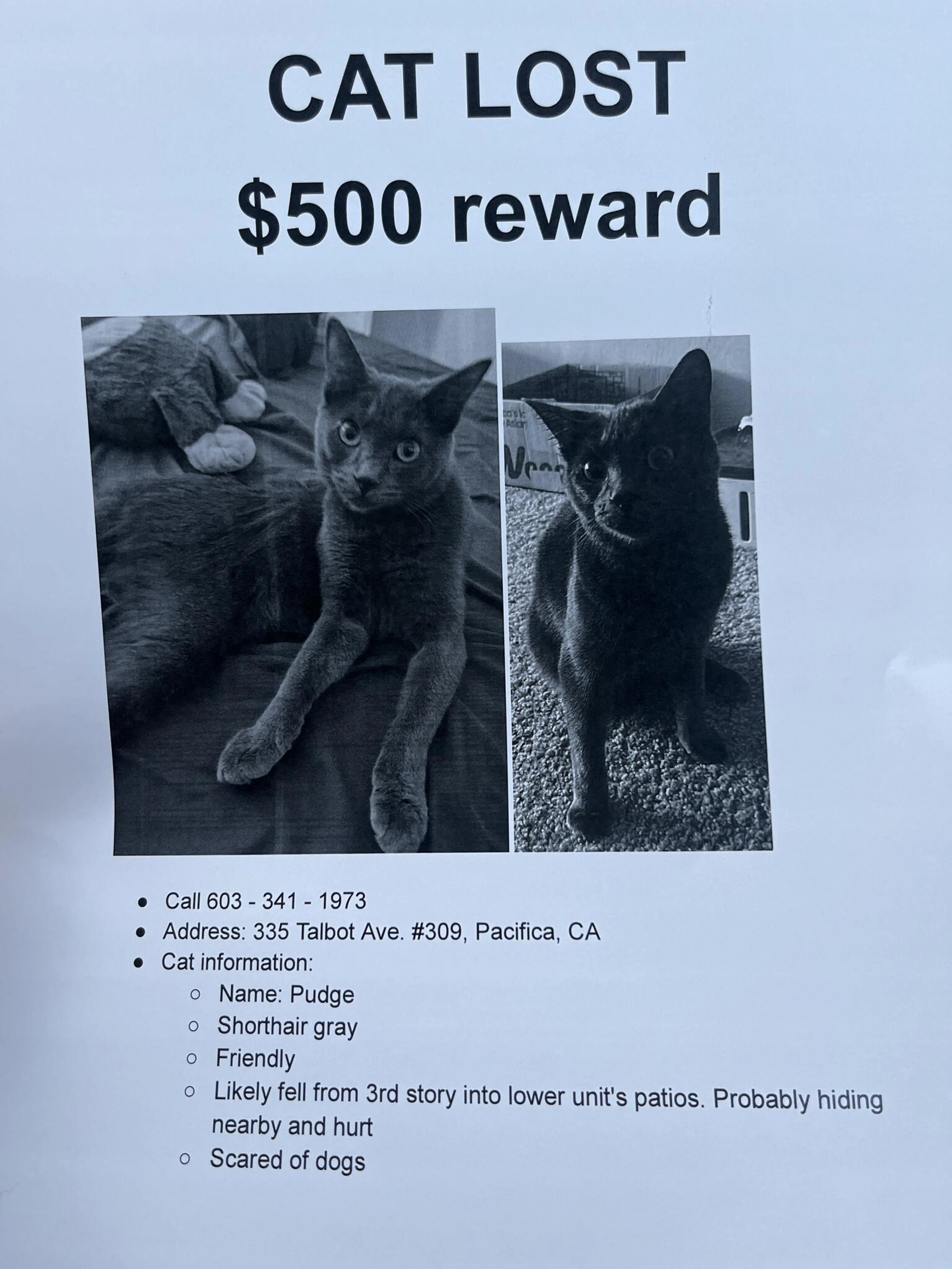 Lost pet