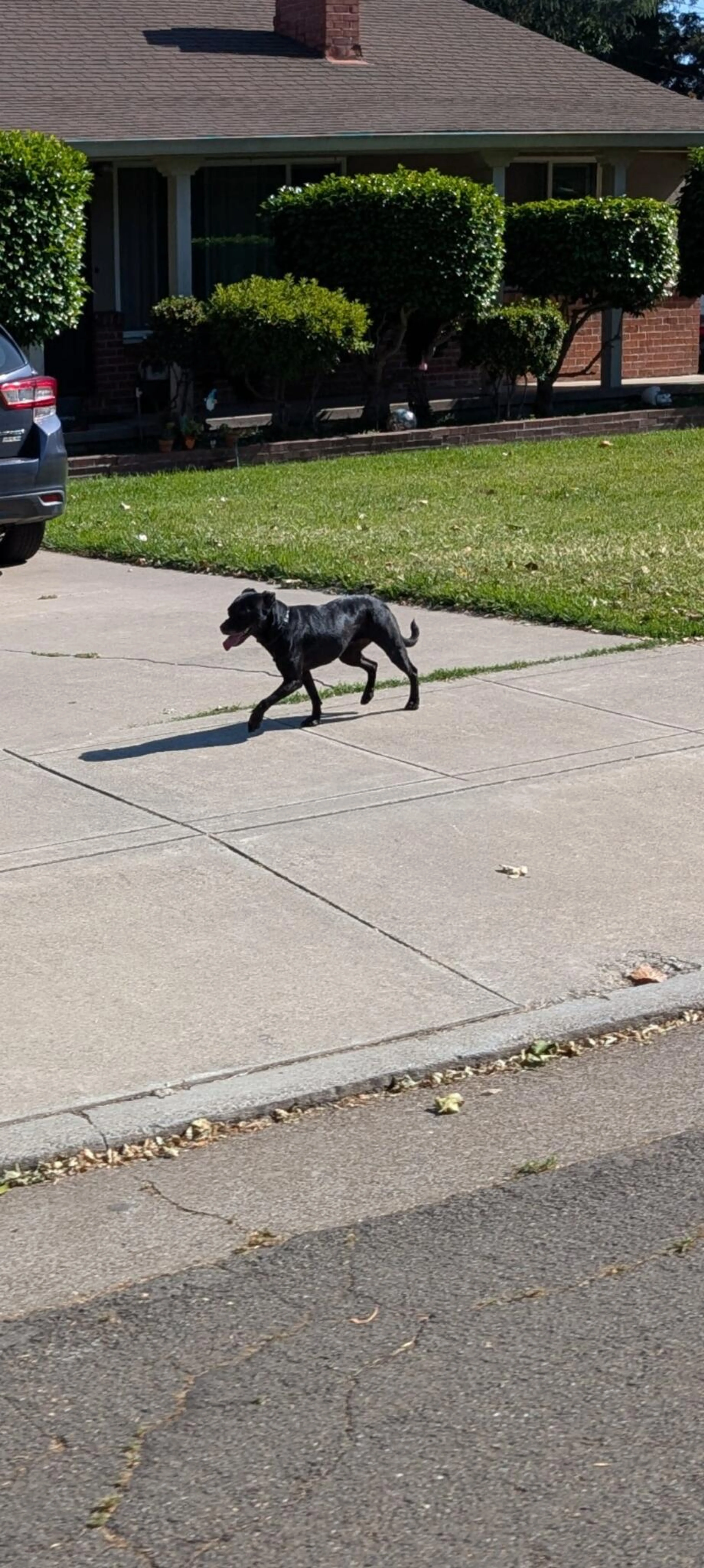 Found pet