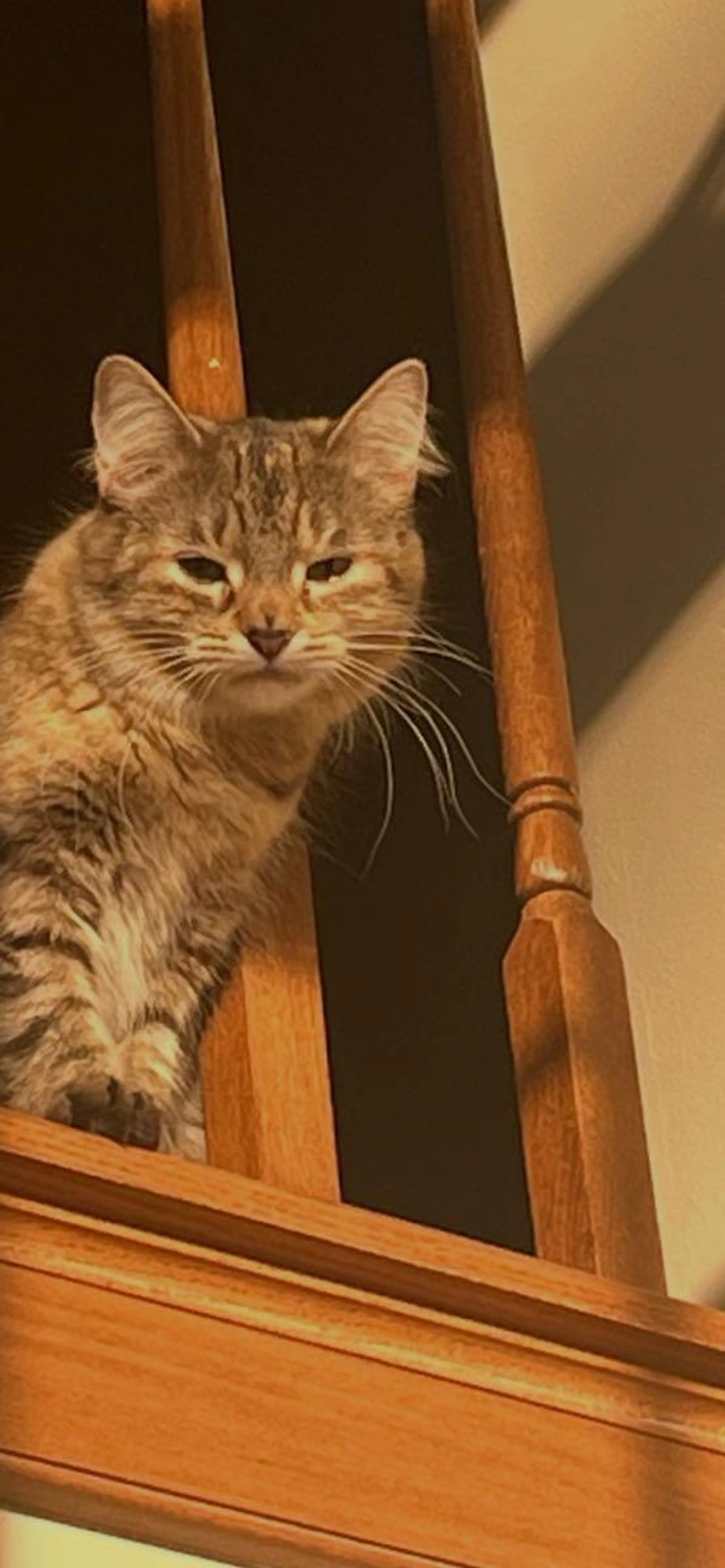 Lost pet