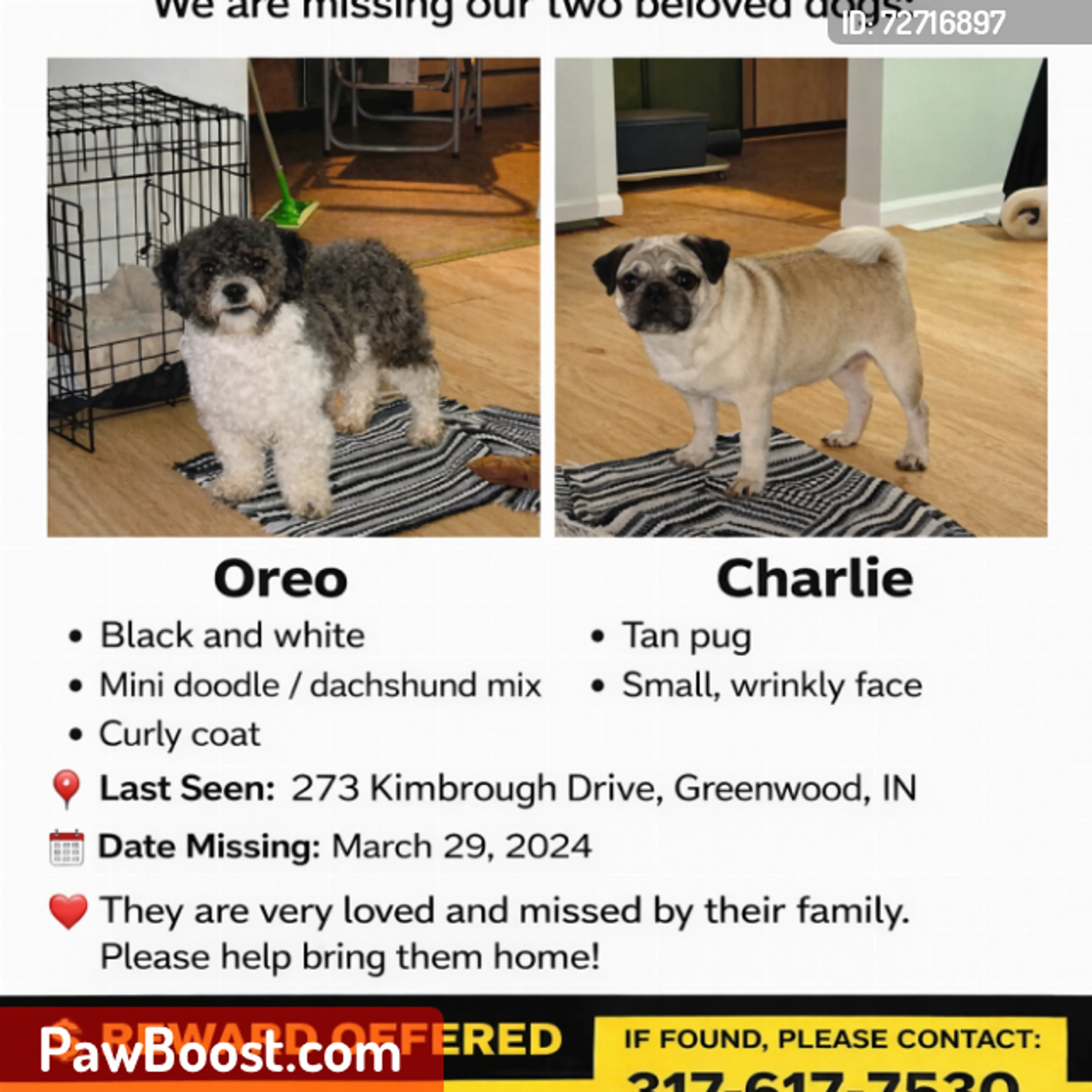 Lost pet