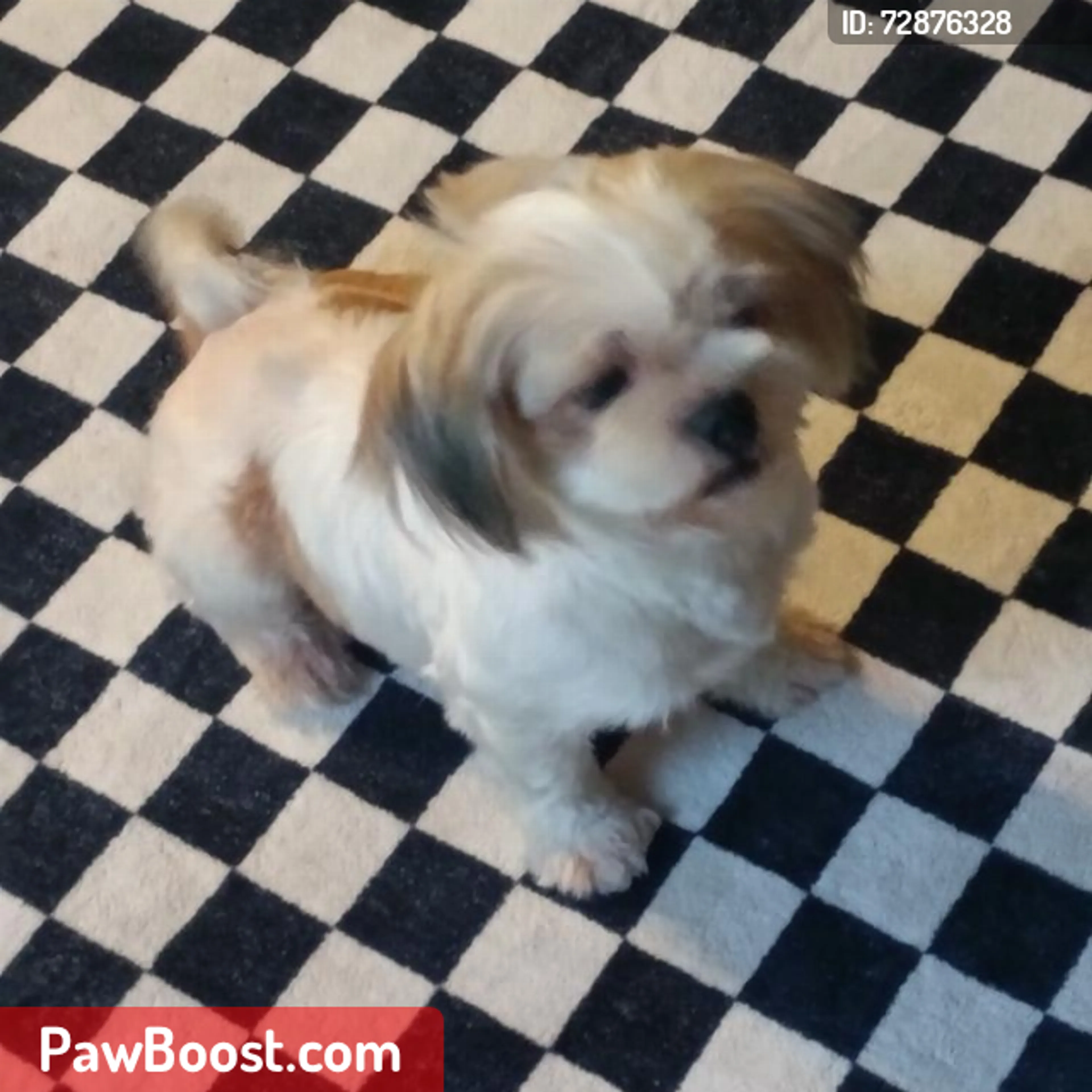Lost pet