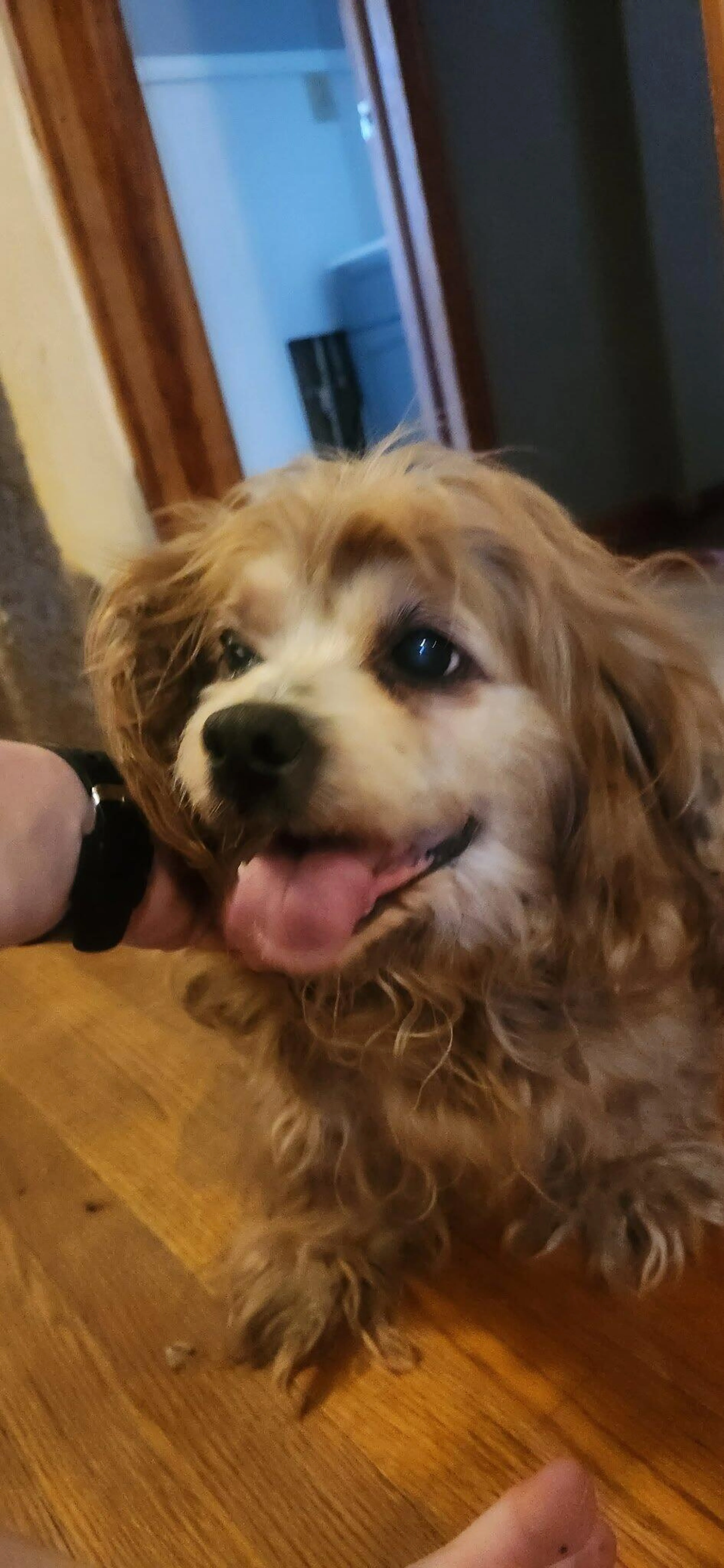 Found pet