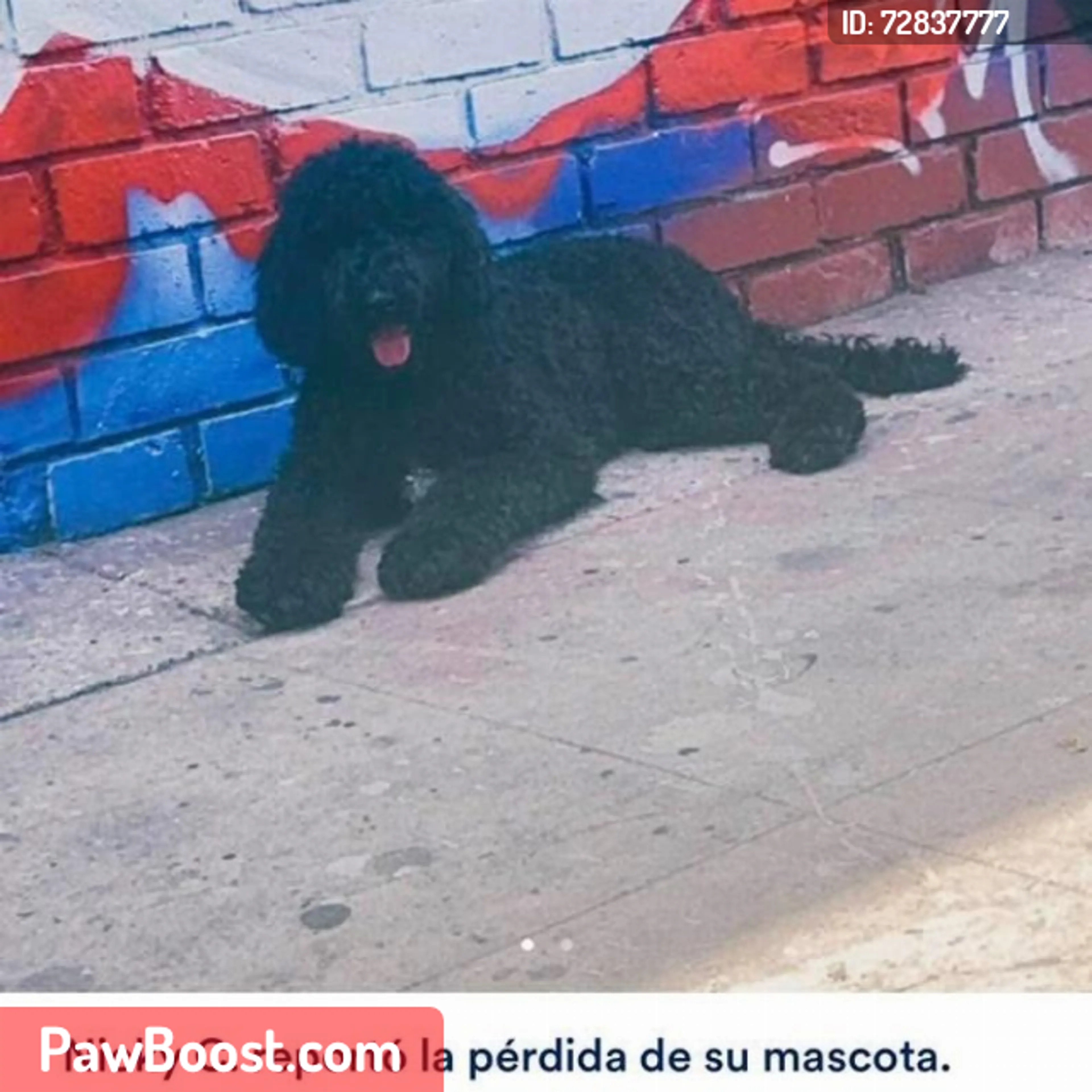 Lost pet