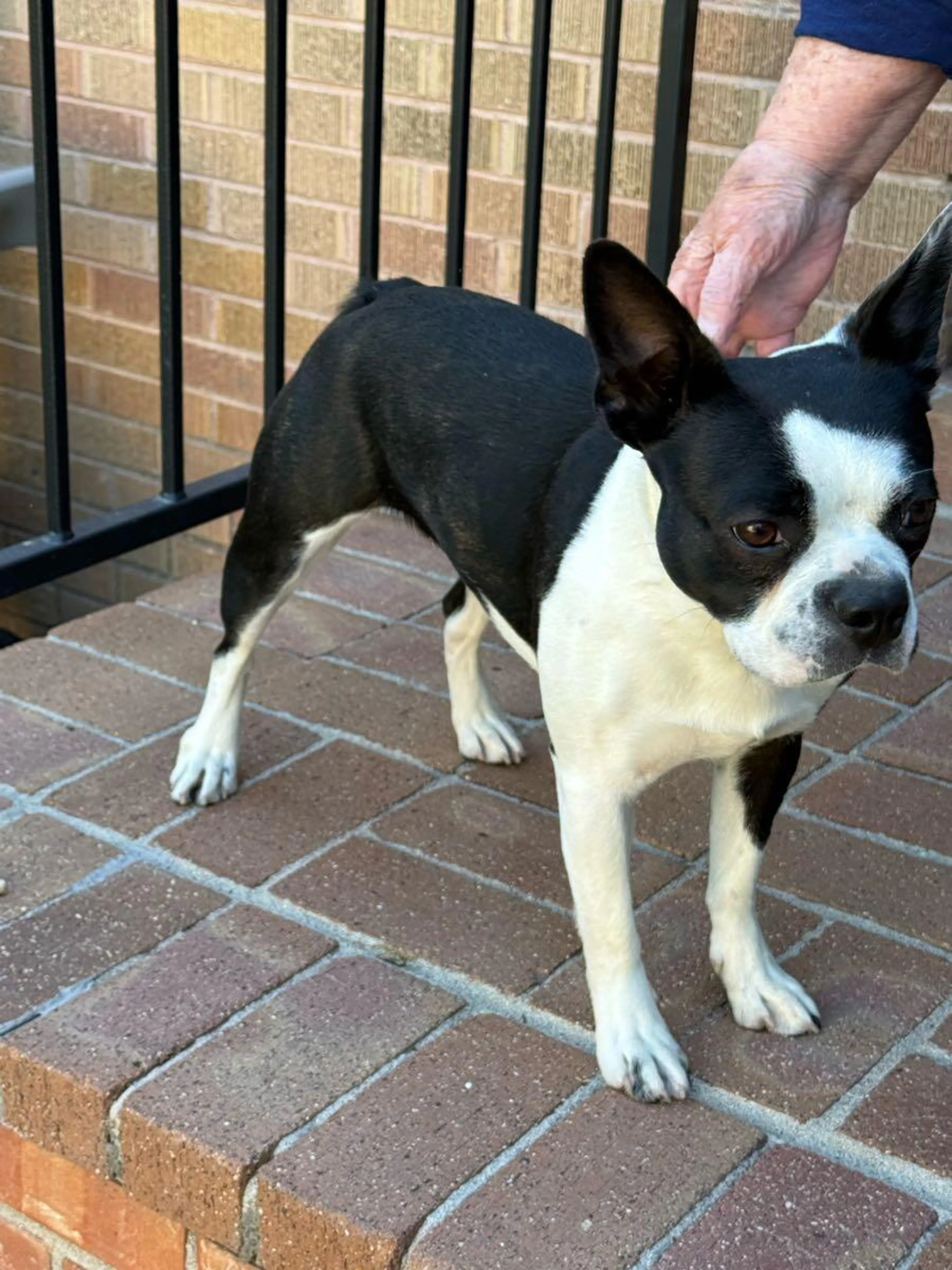 Found pet