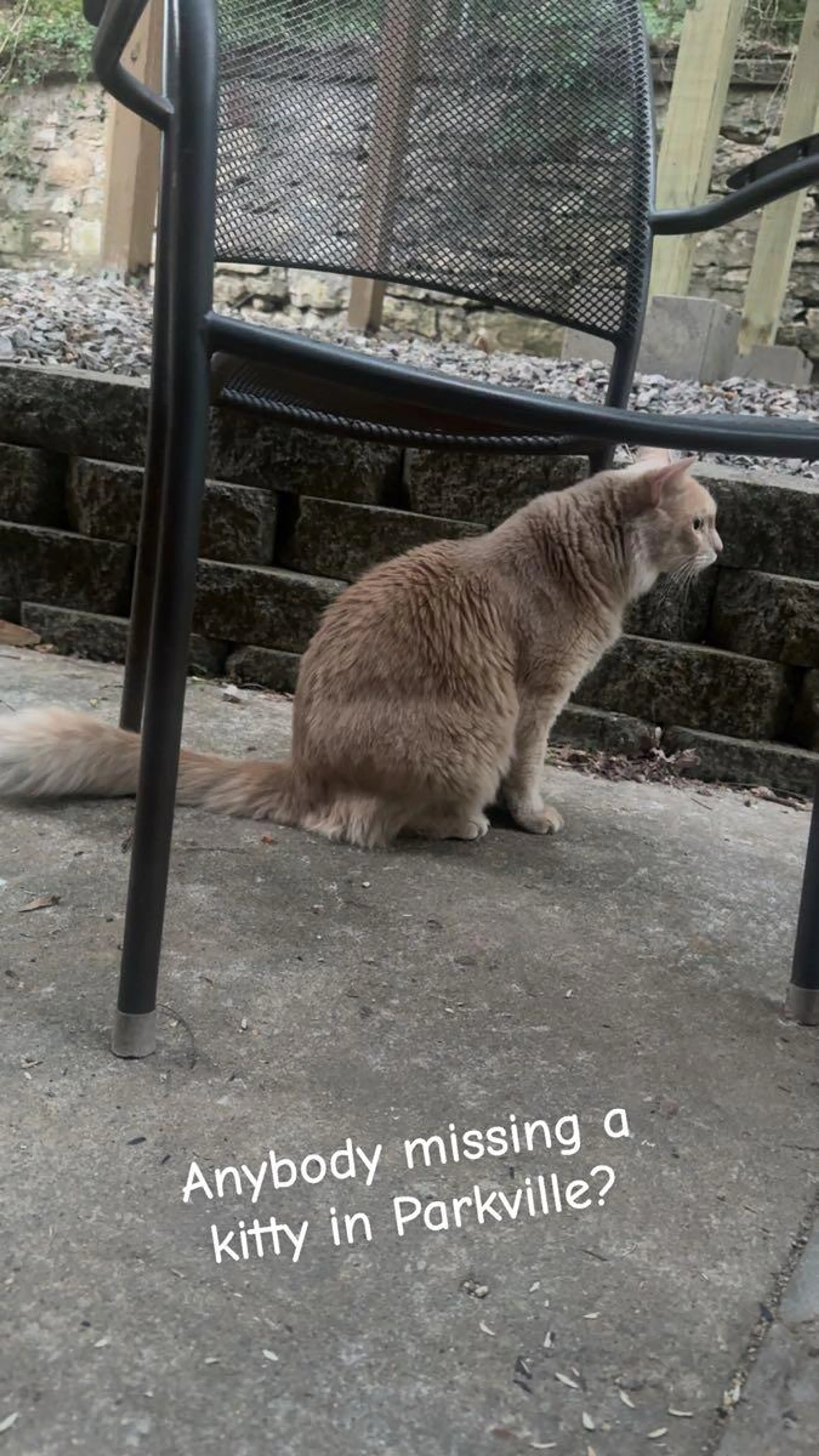 Found pet