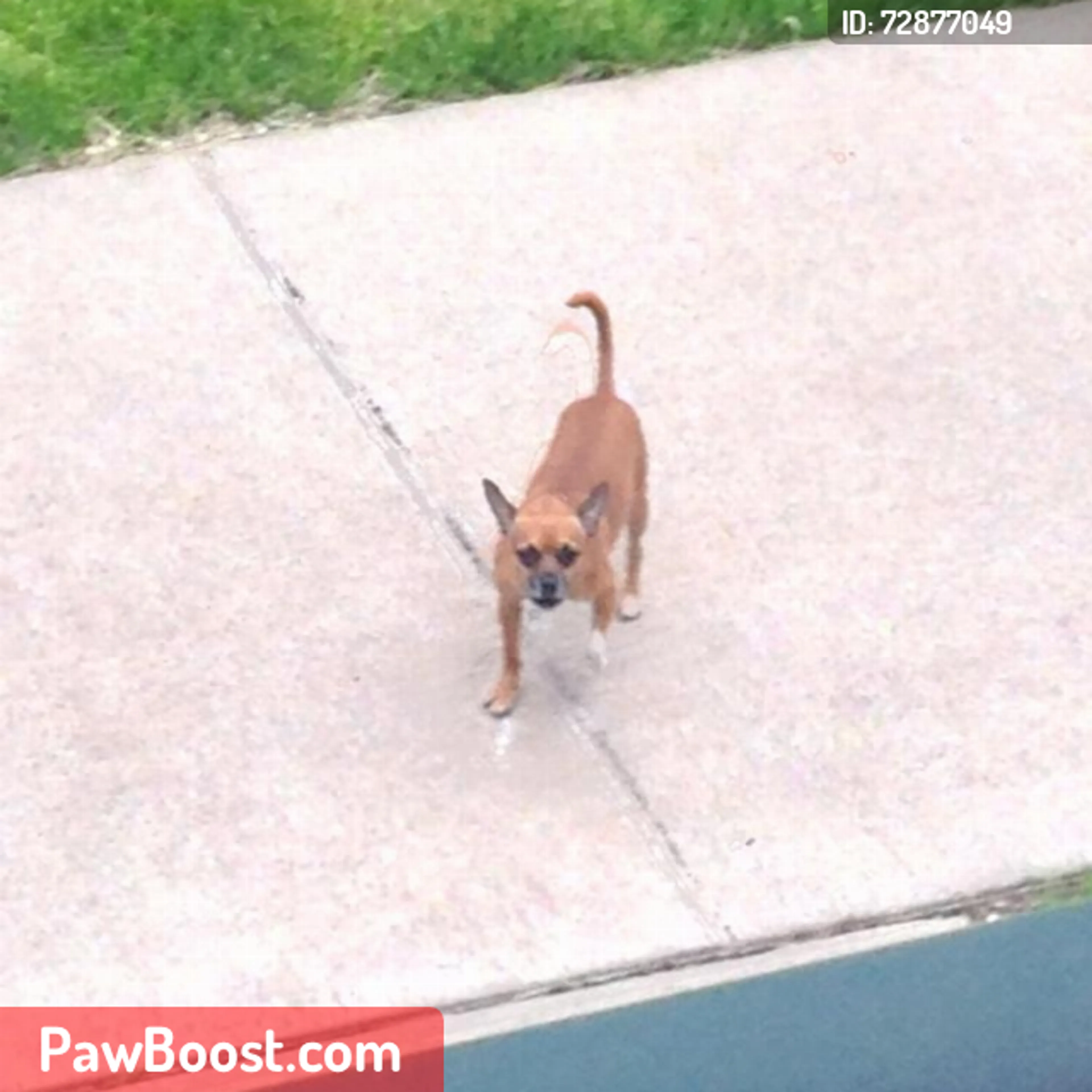 Lost pet