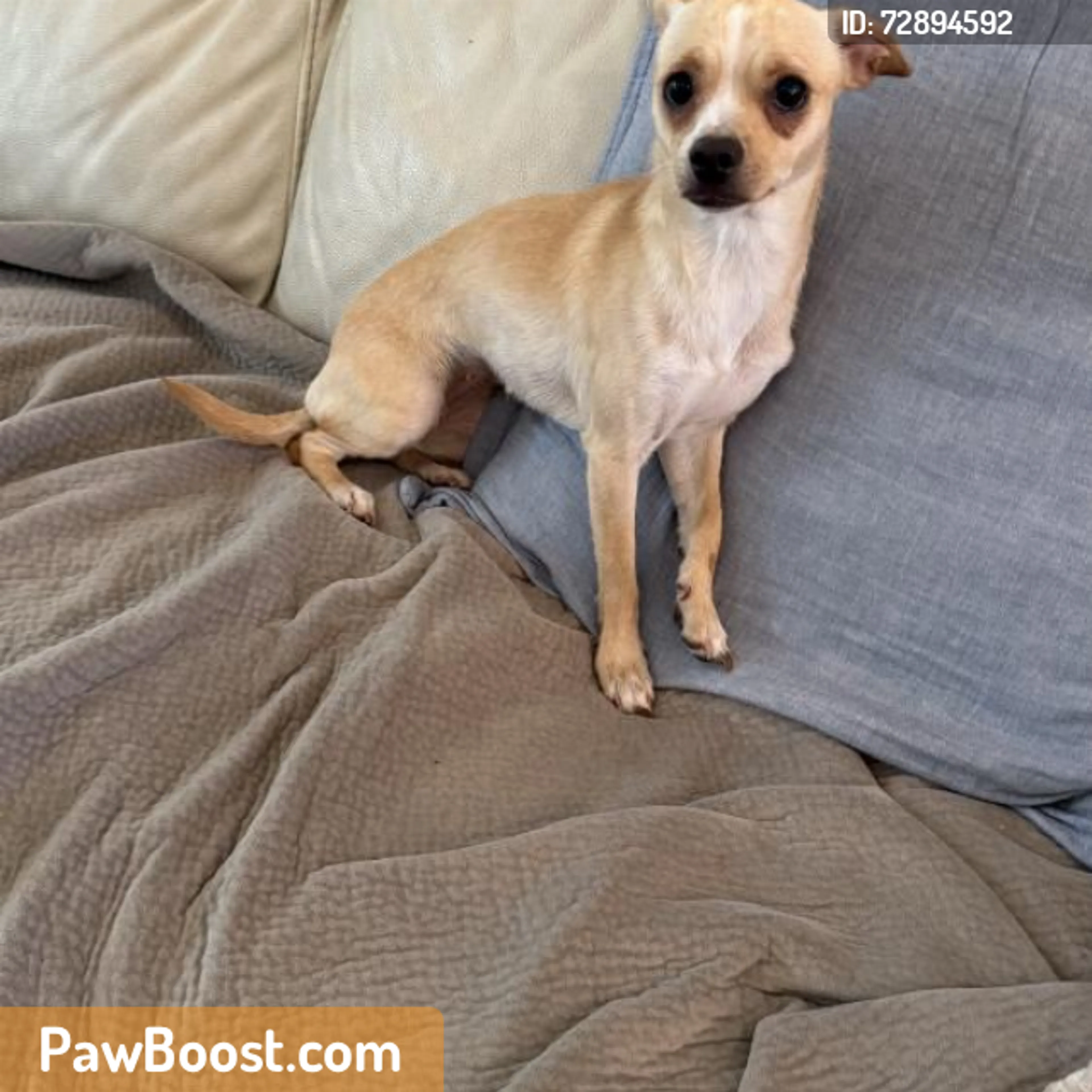 Found pet