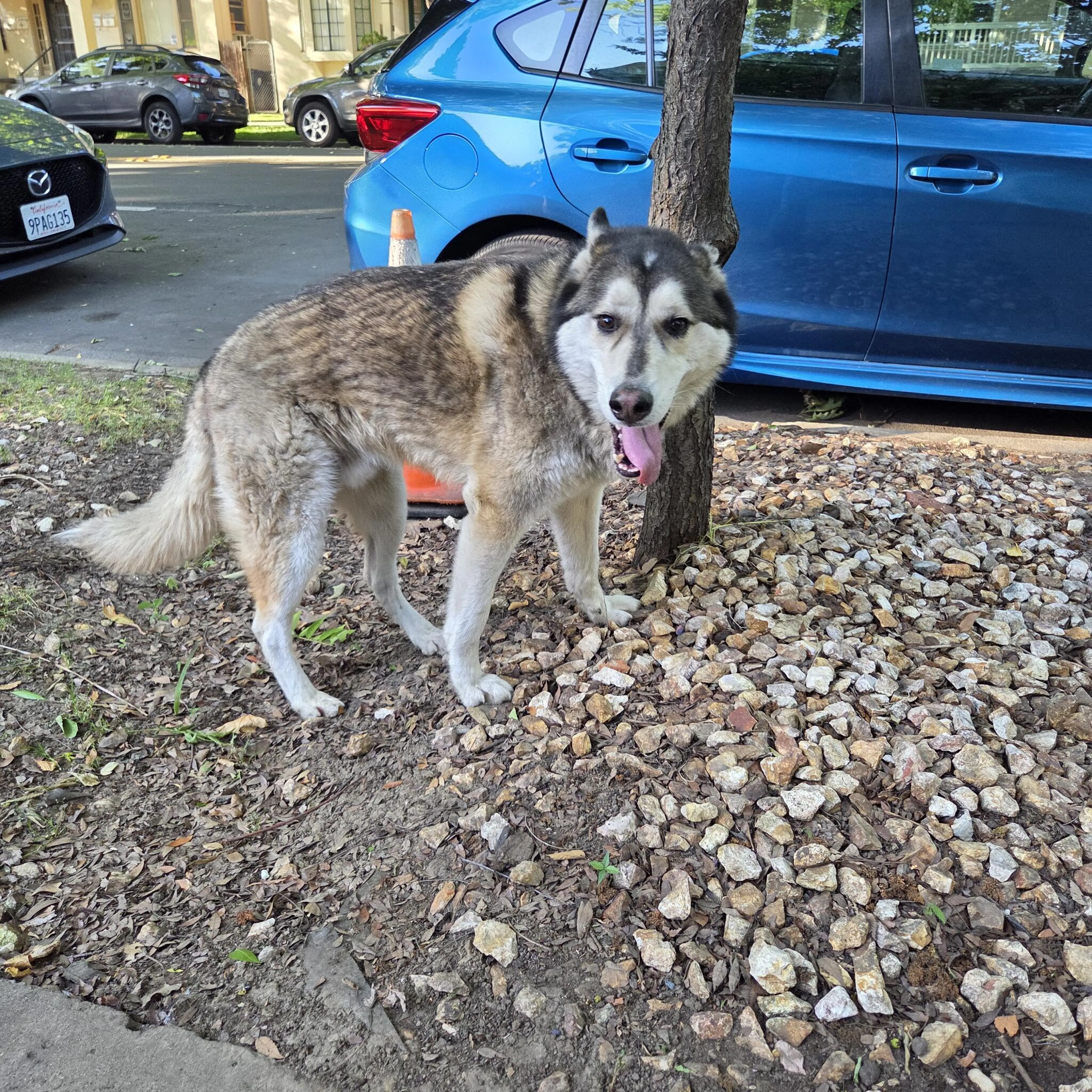 Found pet
