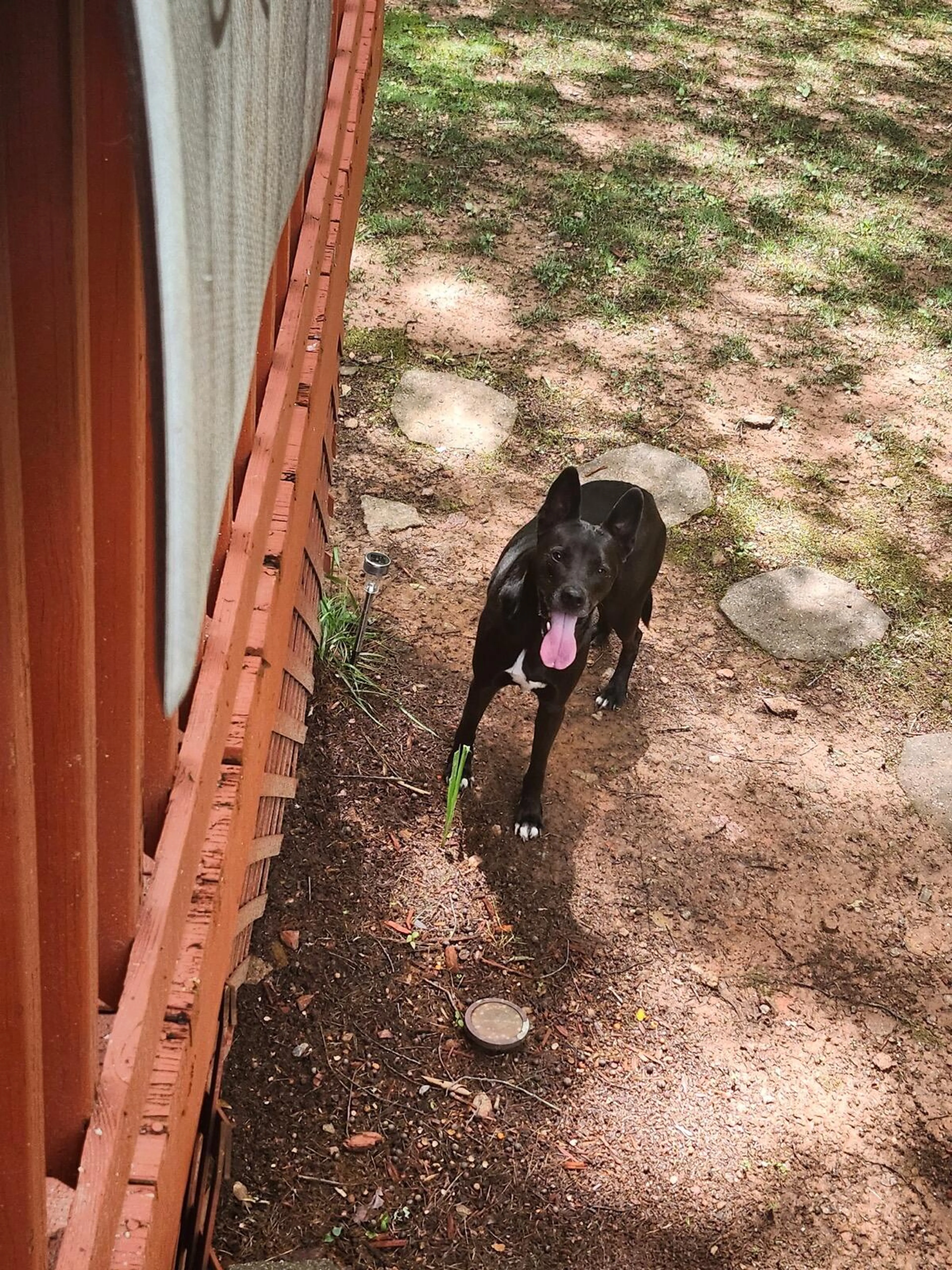 Found pet
