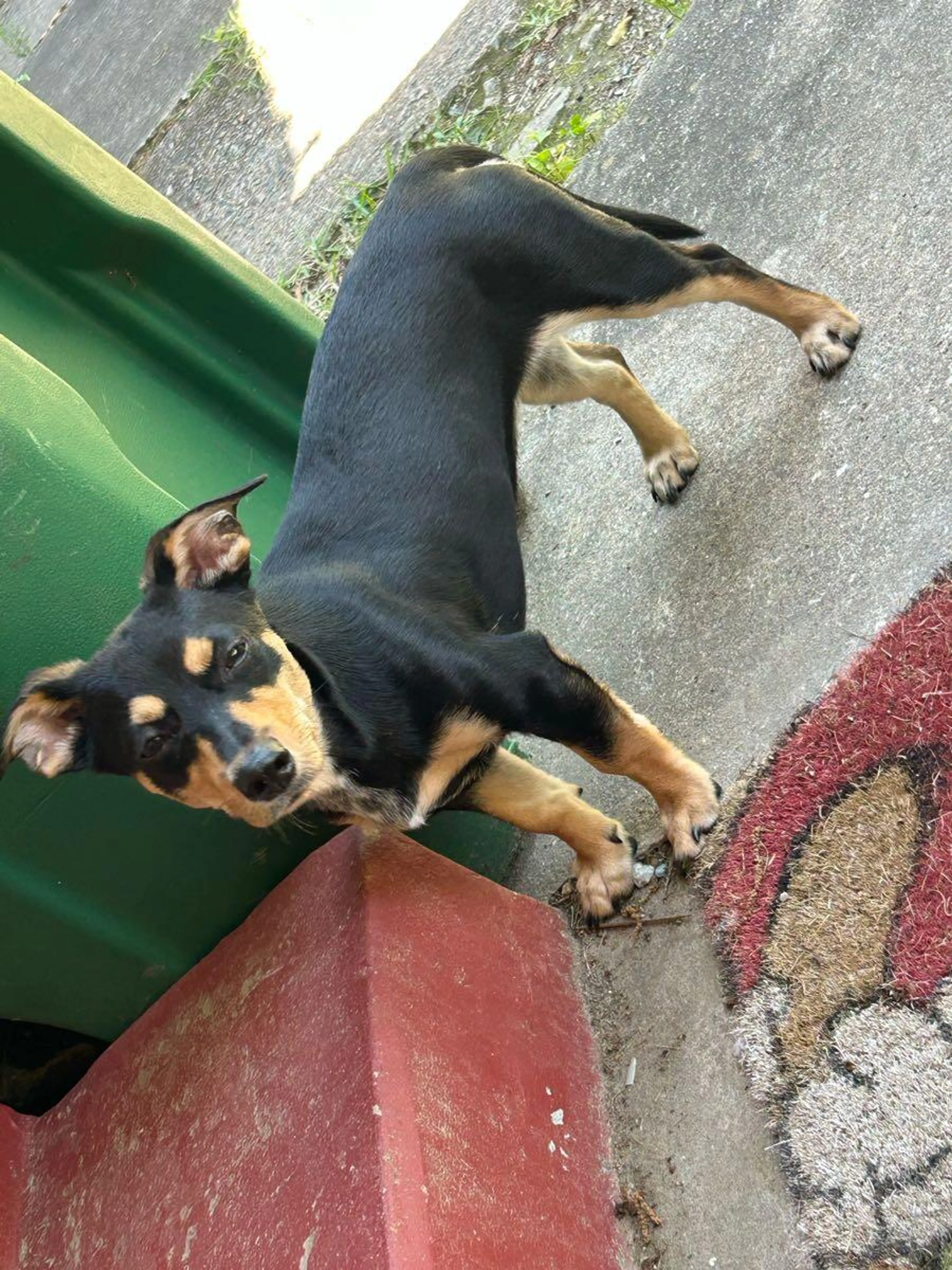 Lost pet