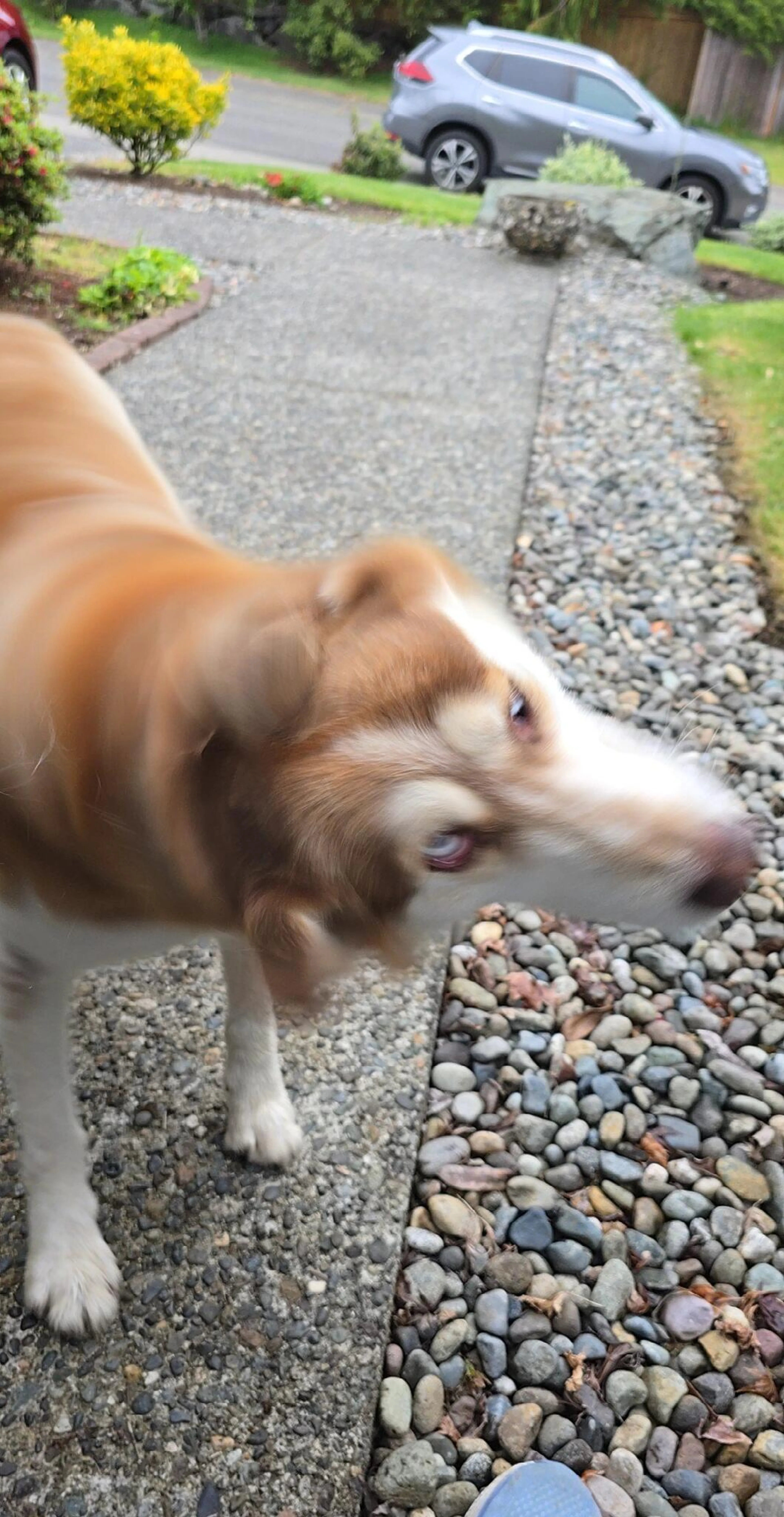 Found pet