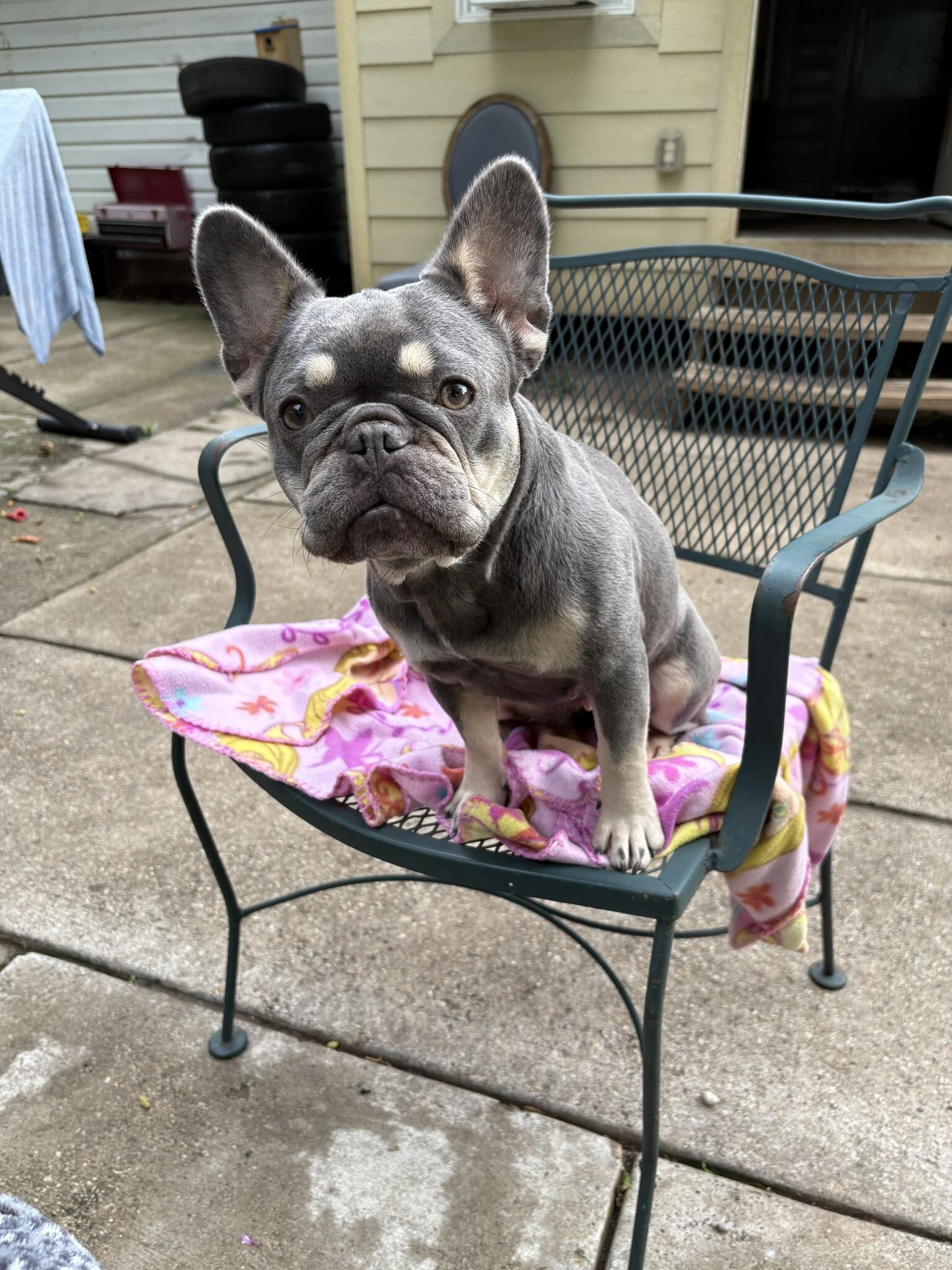 Found pet