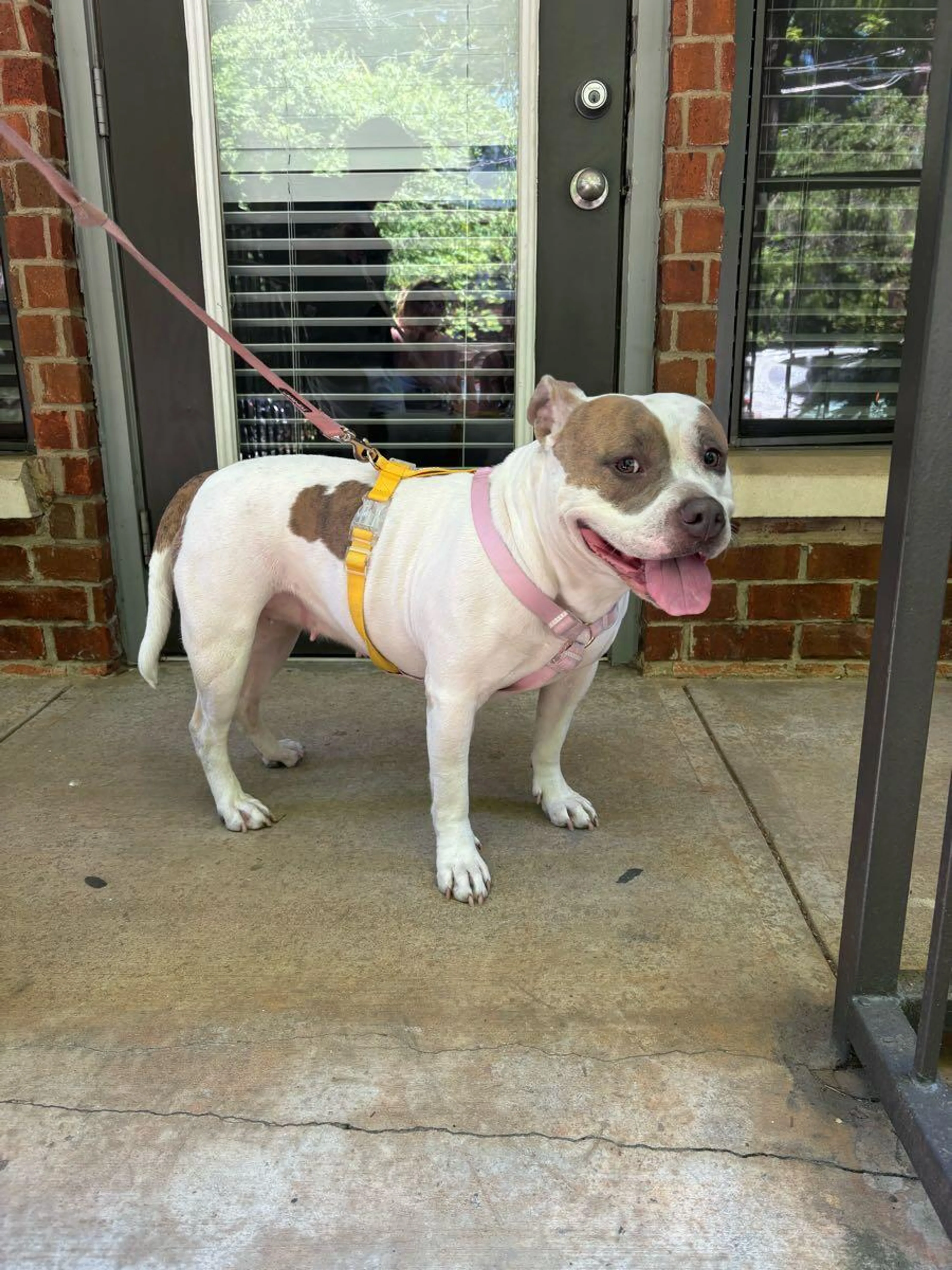 Found pet