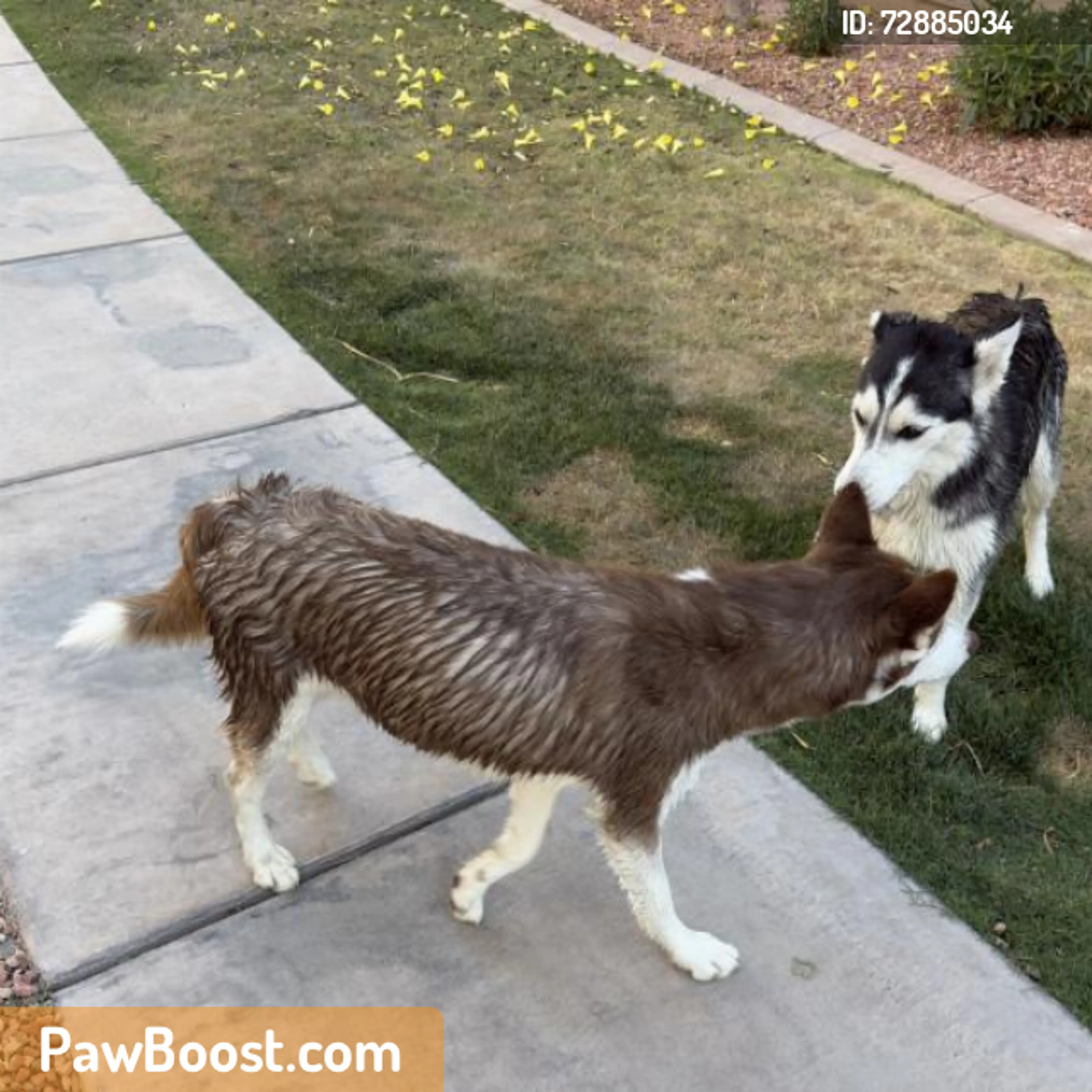 Lost pet