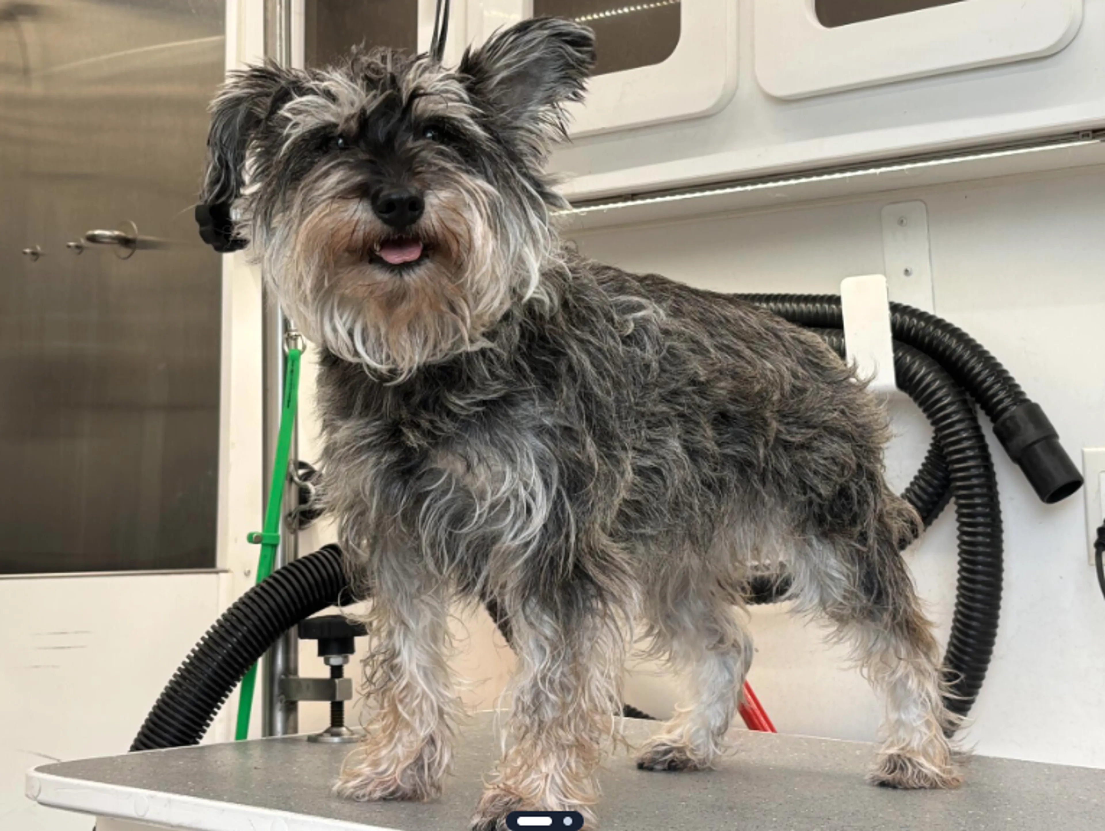 Lost pet