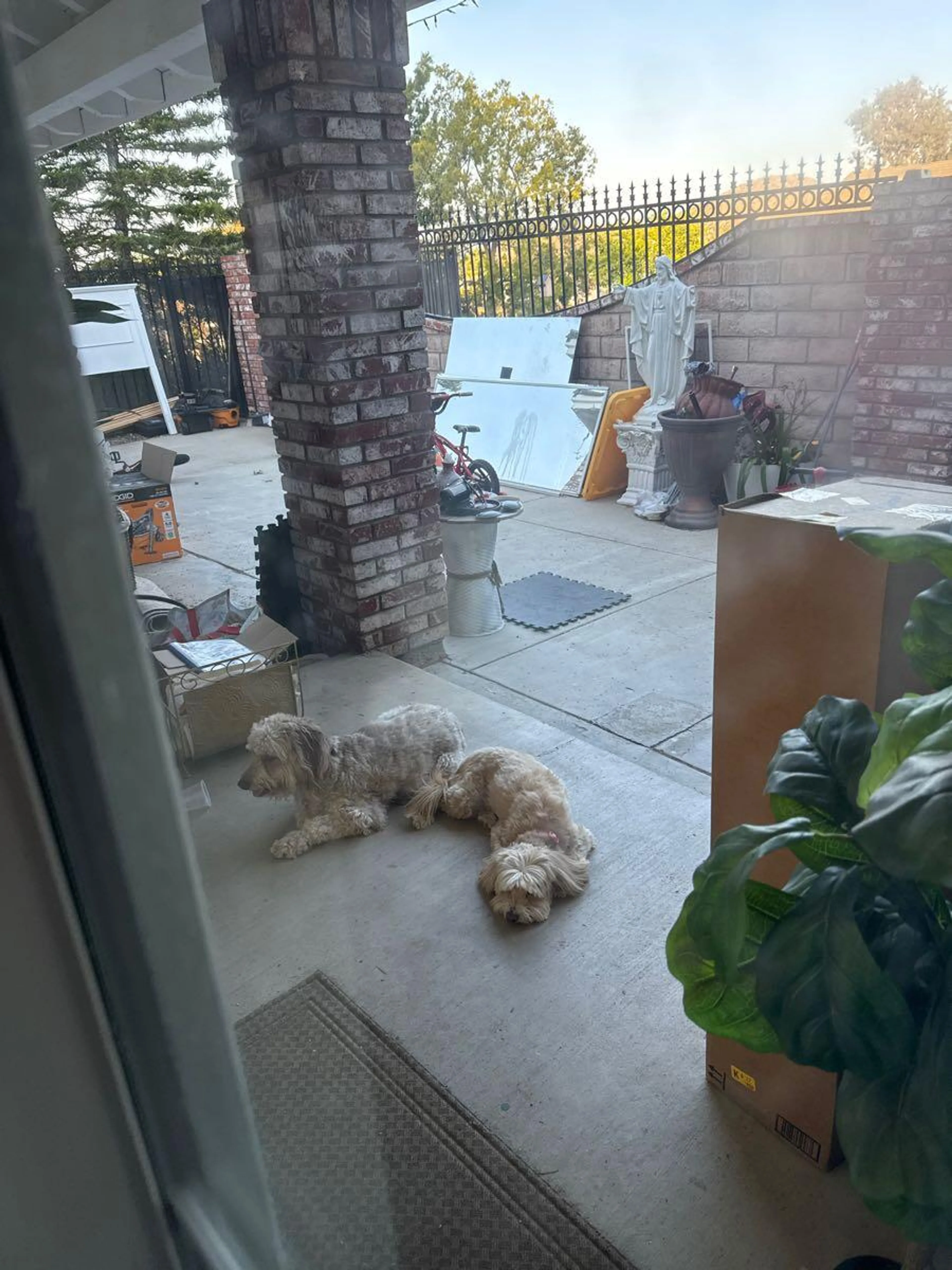 Found pet