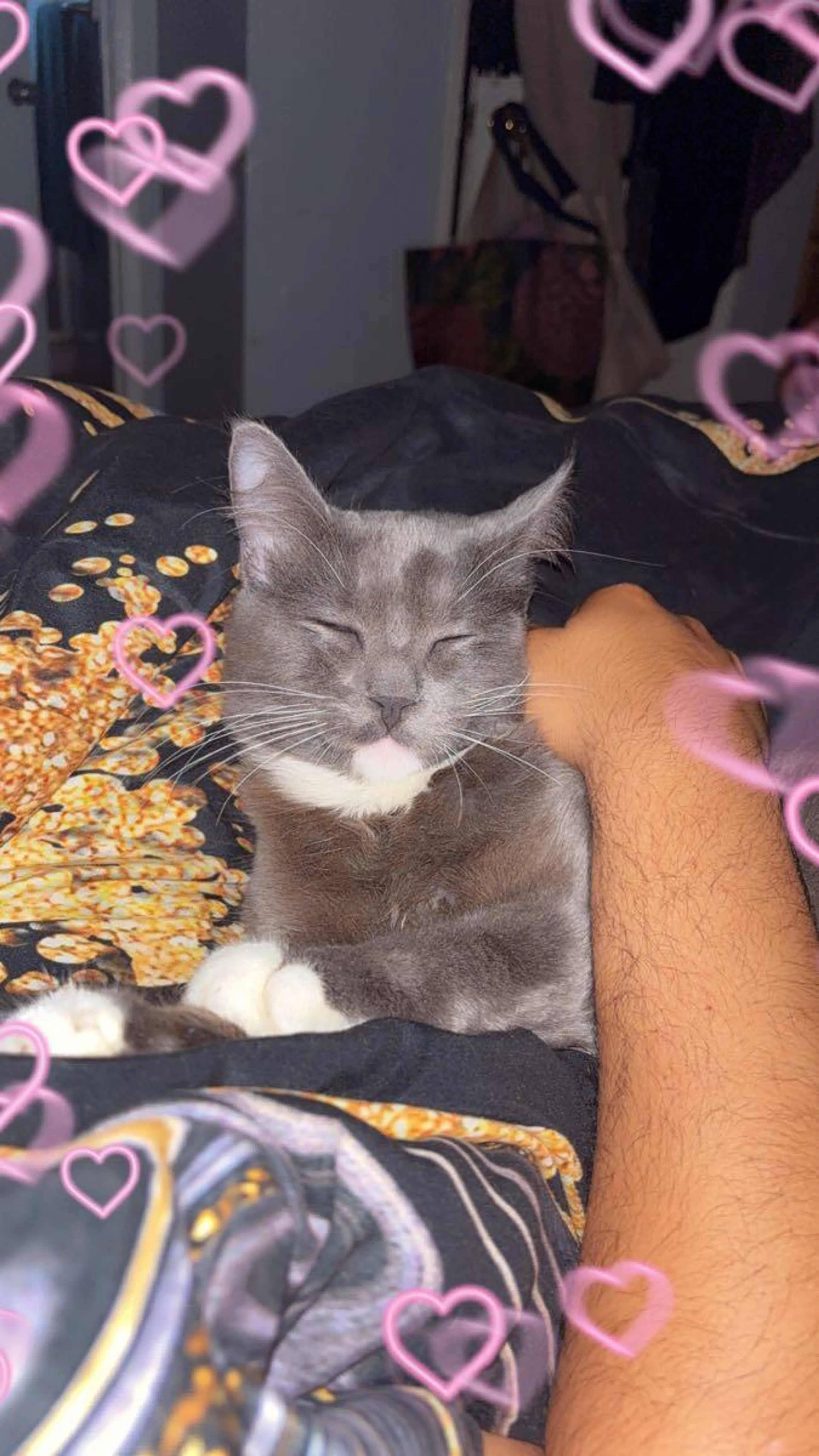 Lost pet