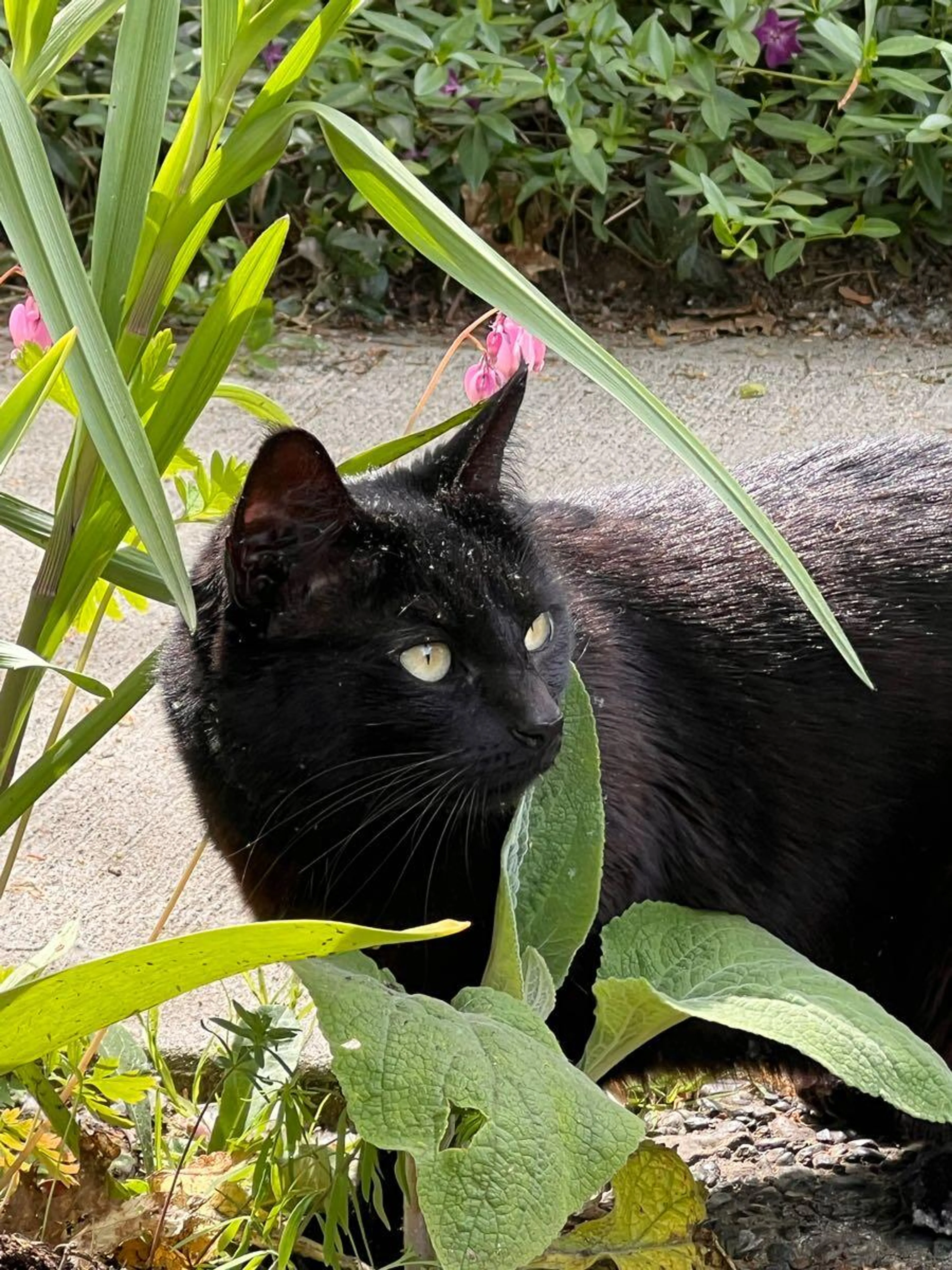 Found pet