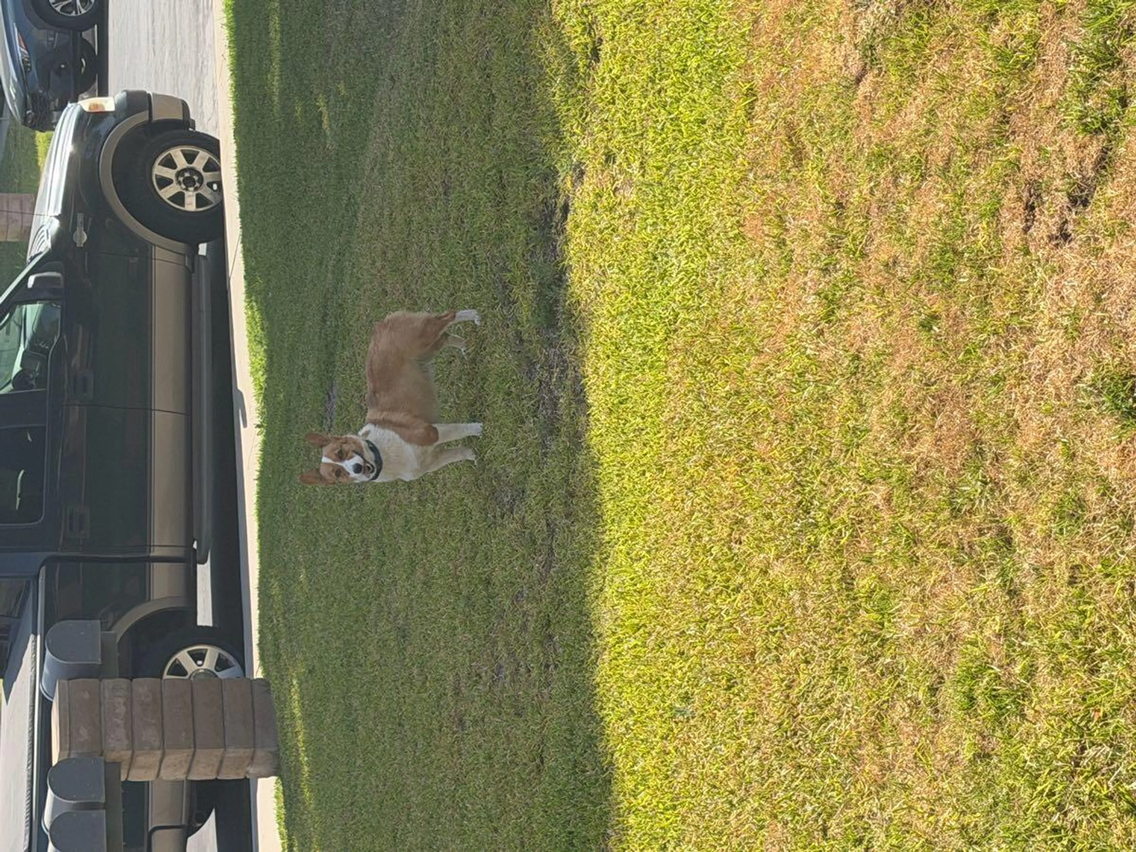 Found pet